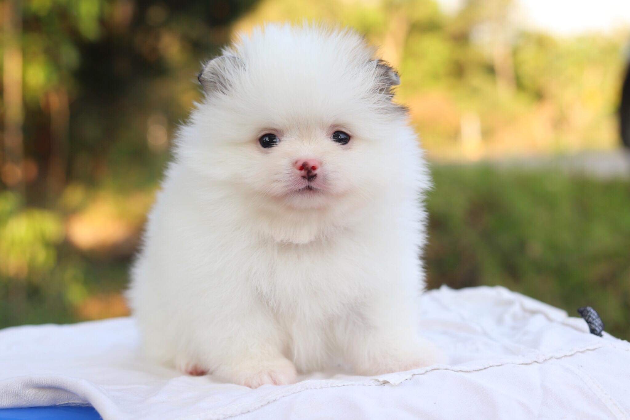 ปอมเมอเรเนียน เพศผู้