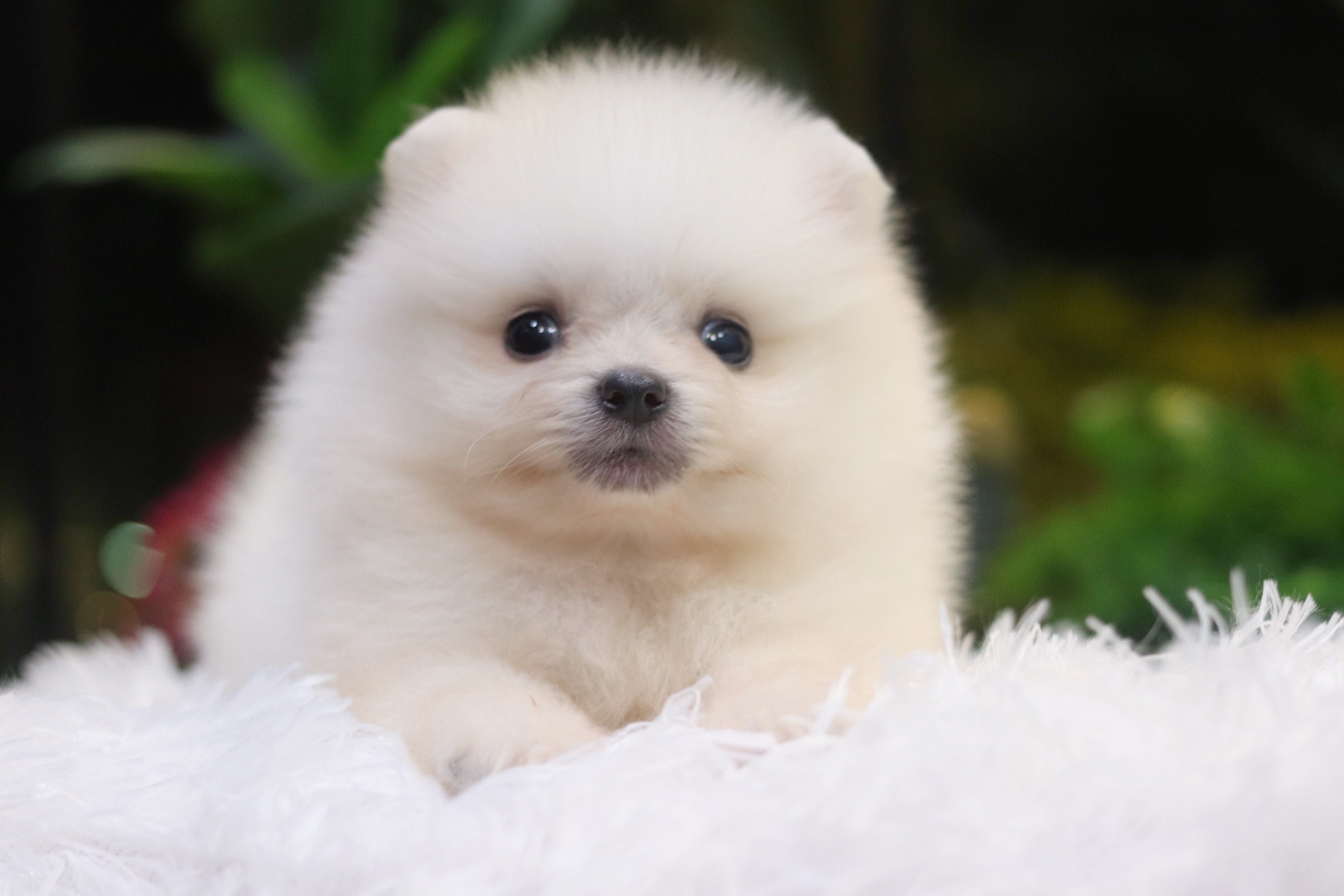 ปอมเมอเรเนียน เพศผู้ ขาวครีม