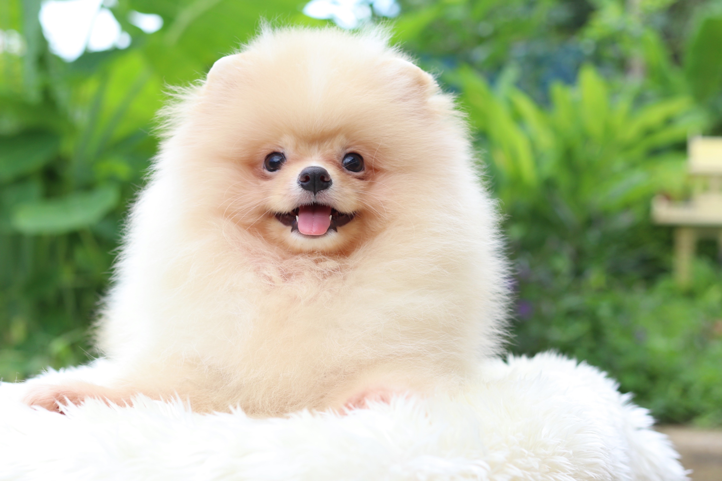 ปอมเมอเรเนียน เพศผู้ สีครีม อายุ สามเดือน