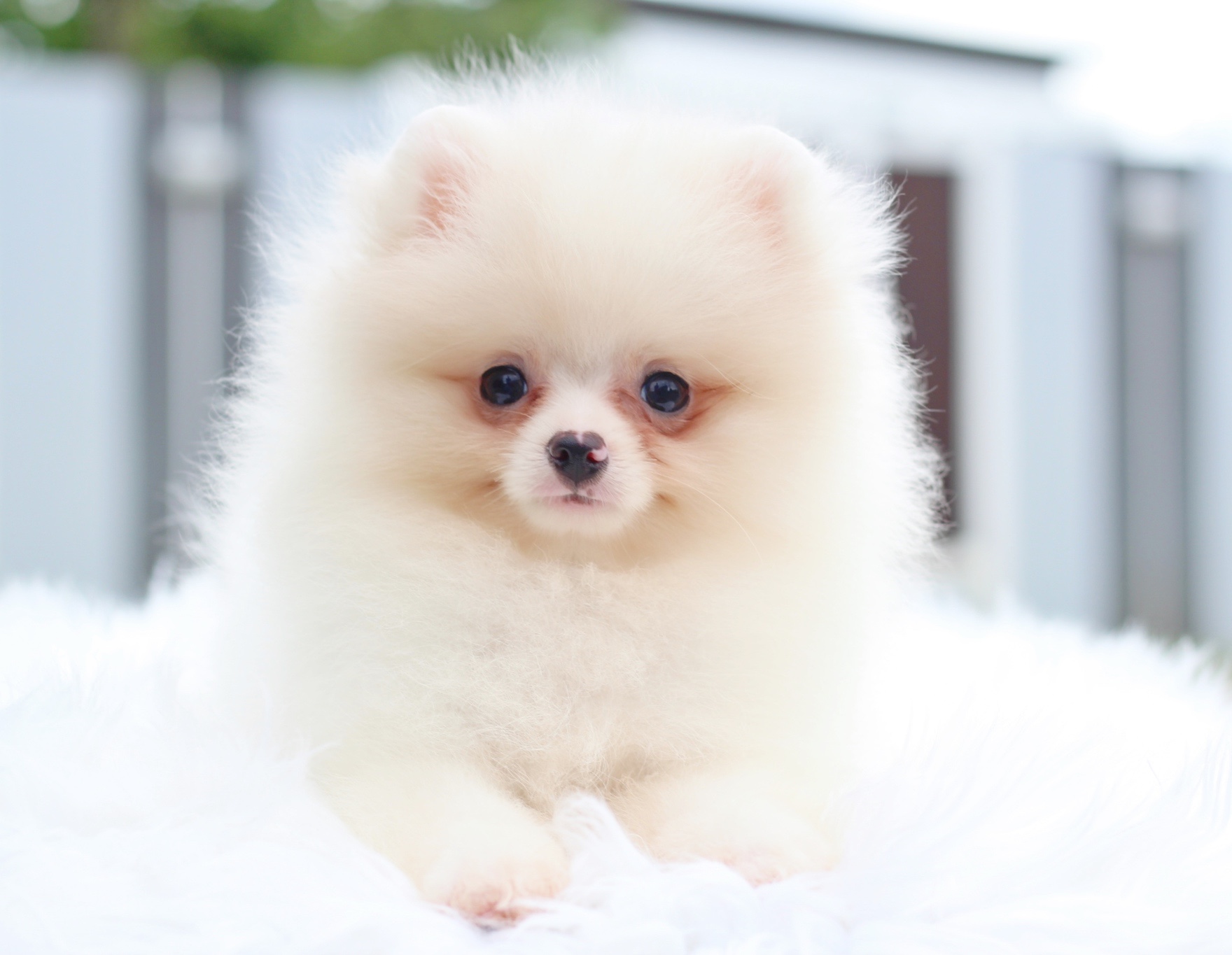 ปอมเมอเรเนียน เพศเมียสีขาวครีม