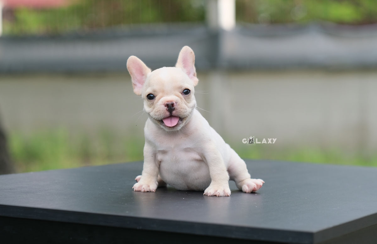 ลูกสาว สีครีม ยิ้มเก่ง ตัวเล็กสั้น หน้าตาน่ารัก สายเลือดดีทั้งสาย สถานะพร้อมย้ายบ้าน, ได้รับการฉีดวัคซีนรวมป้องกัน5โรค ,สุนัขร่างกายสมบูรณ์แข็งแรง สุขภาพจิตดีทุกตัว 092-9918888