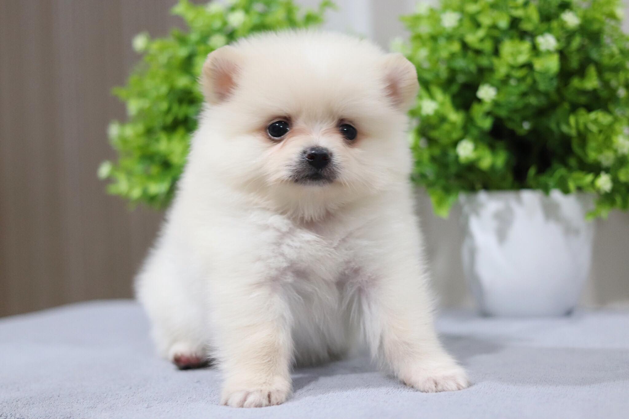 ปอมเมอเรเนียน เพศเมีย