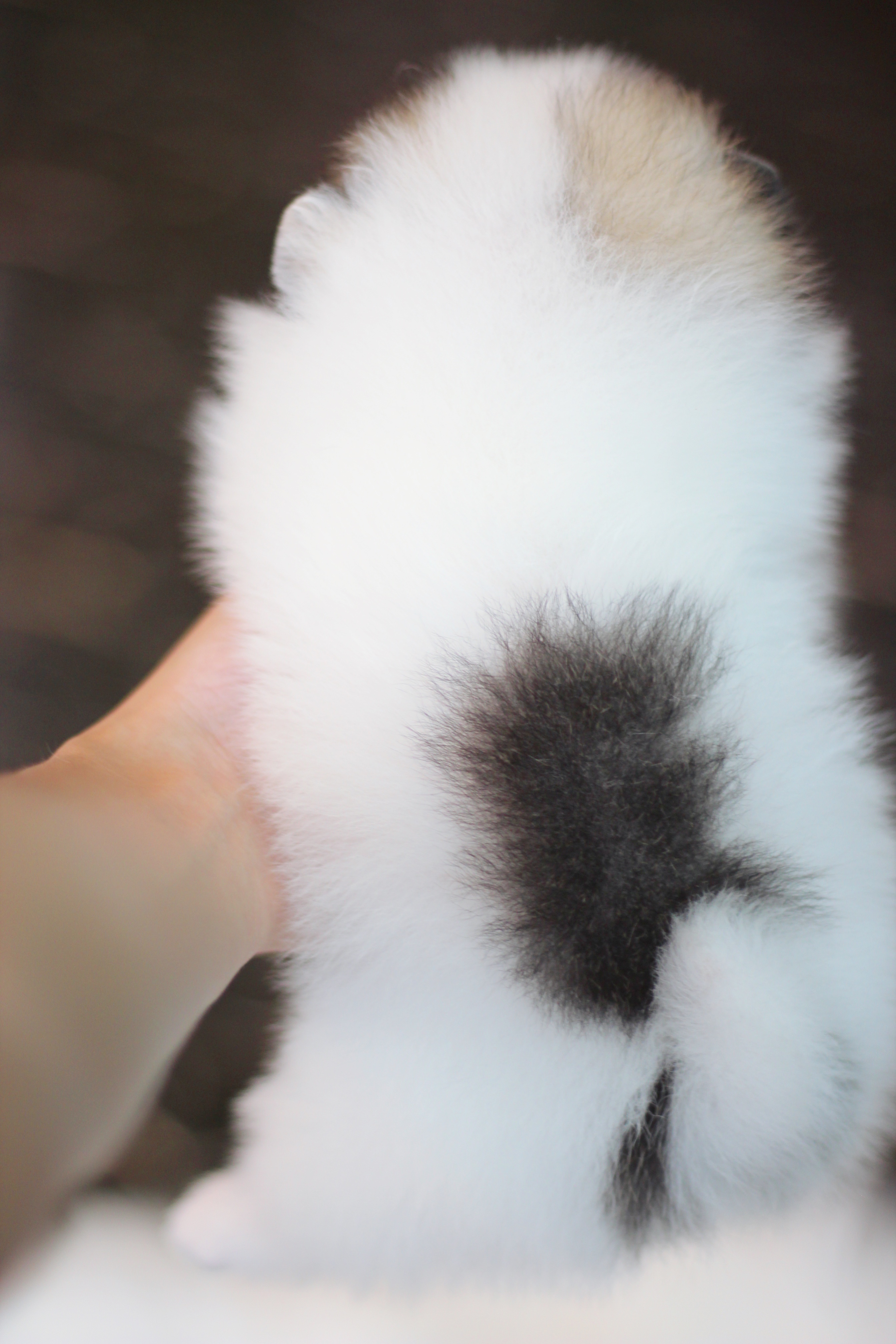 ปอมเมอเรเนียน เพศเมีย แฟนซี