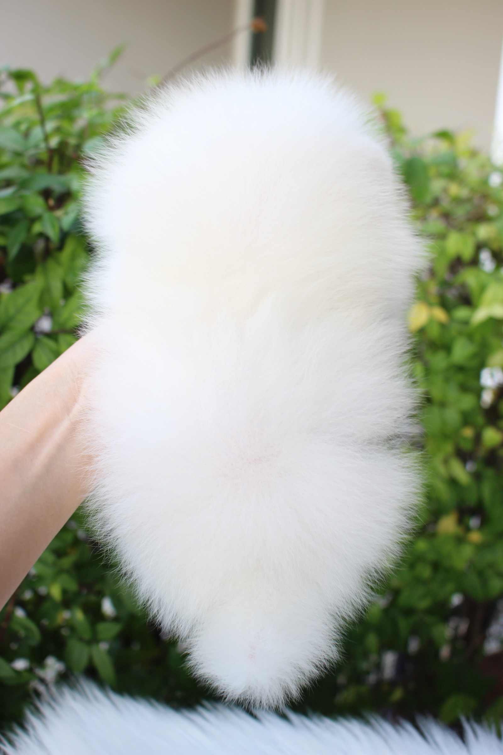 ปอมเมอเรเนียน เพศเมียสีขาวครีมเกรดโชว์