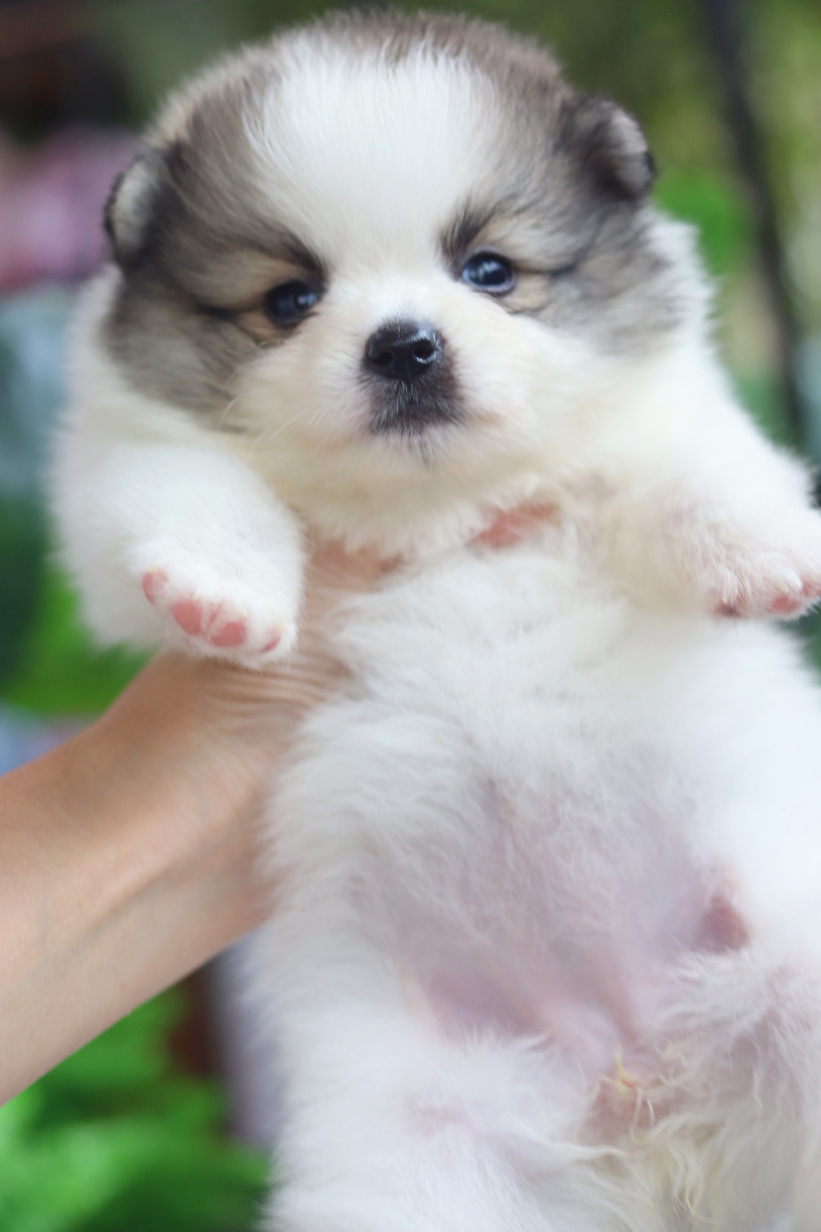 ปอมเมอเรเนียน เพศเมีย สีแฟนซี