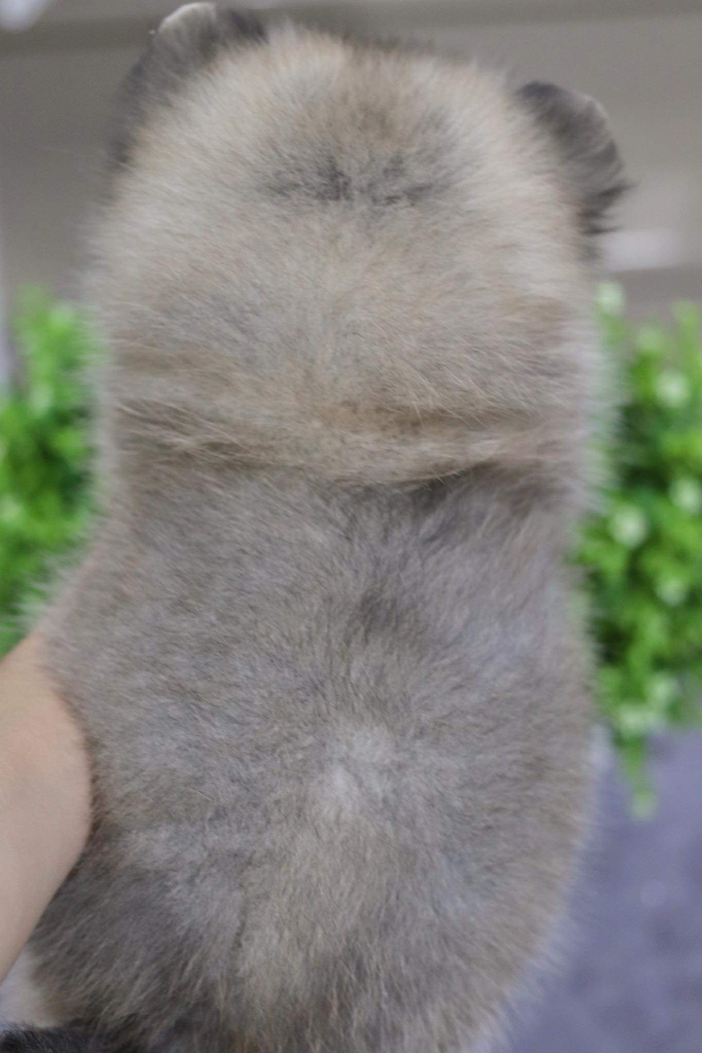 ปอมเมอเรเนียน เพศผู้