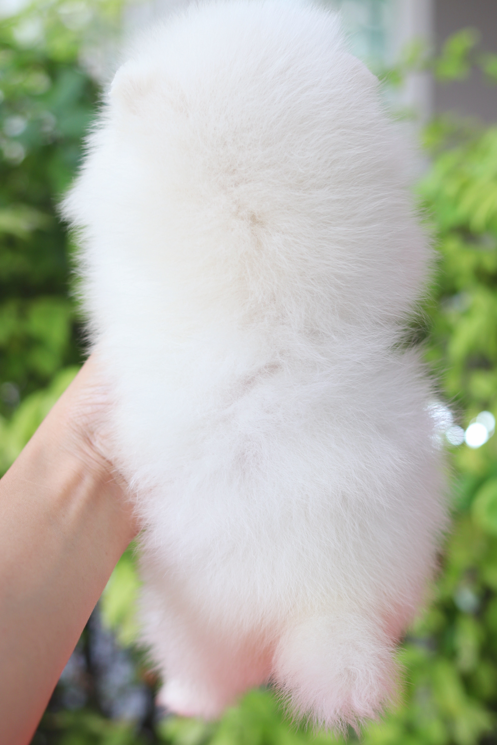 ปอมเมอเรเนียน เพศผู้ สีขาวครีม เกรดโชว์