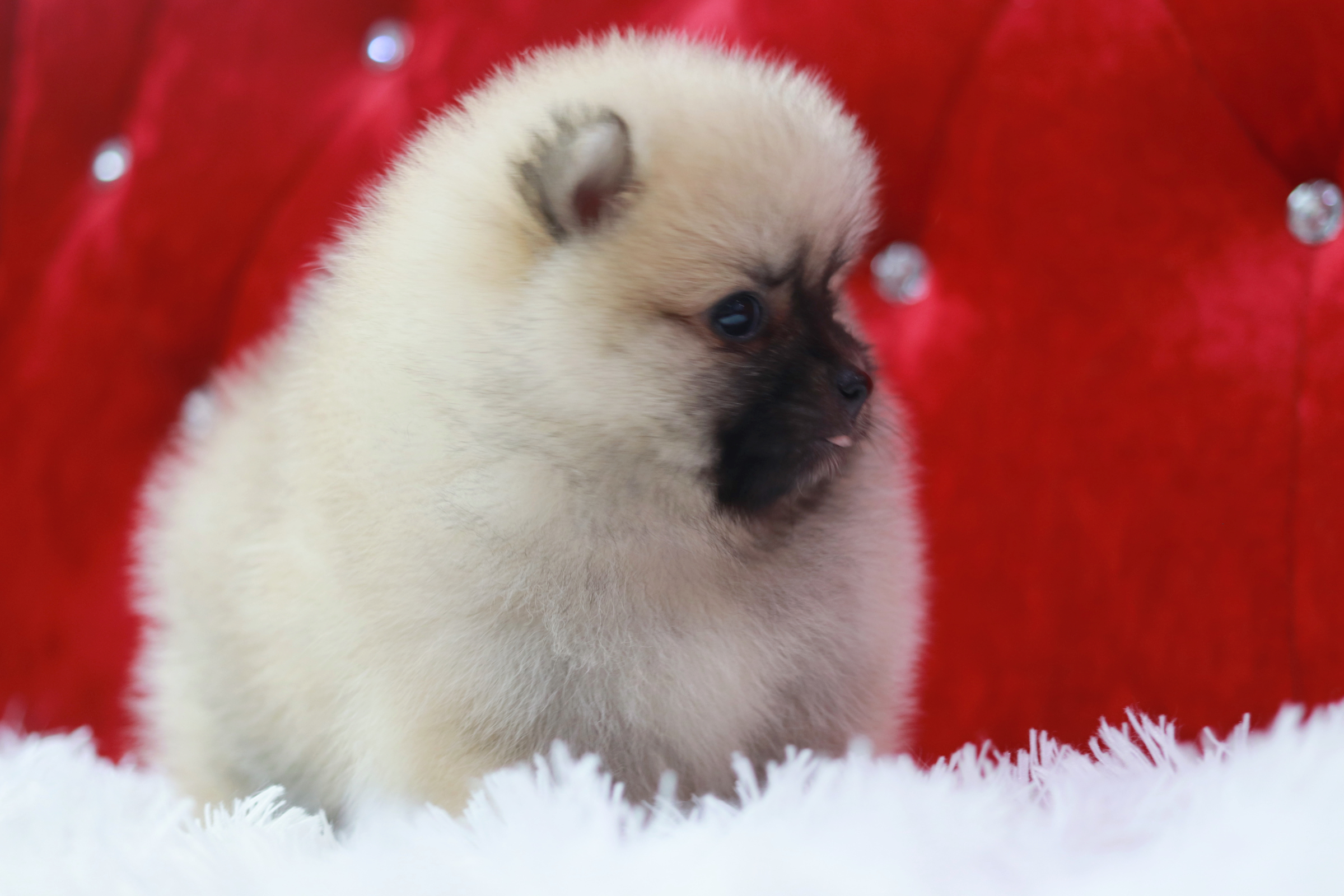 ปอมเมอเรเนียน เพศเมีย สีฟางข้าว ขนแน่นเกรดโชว์