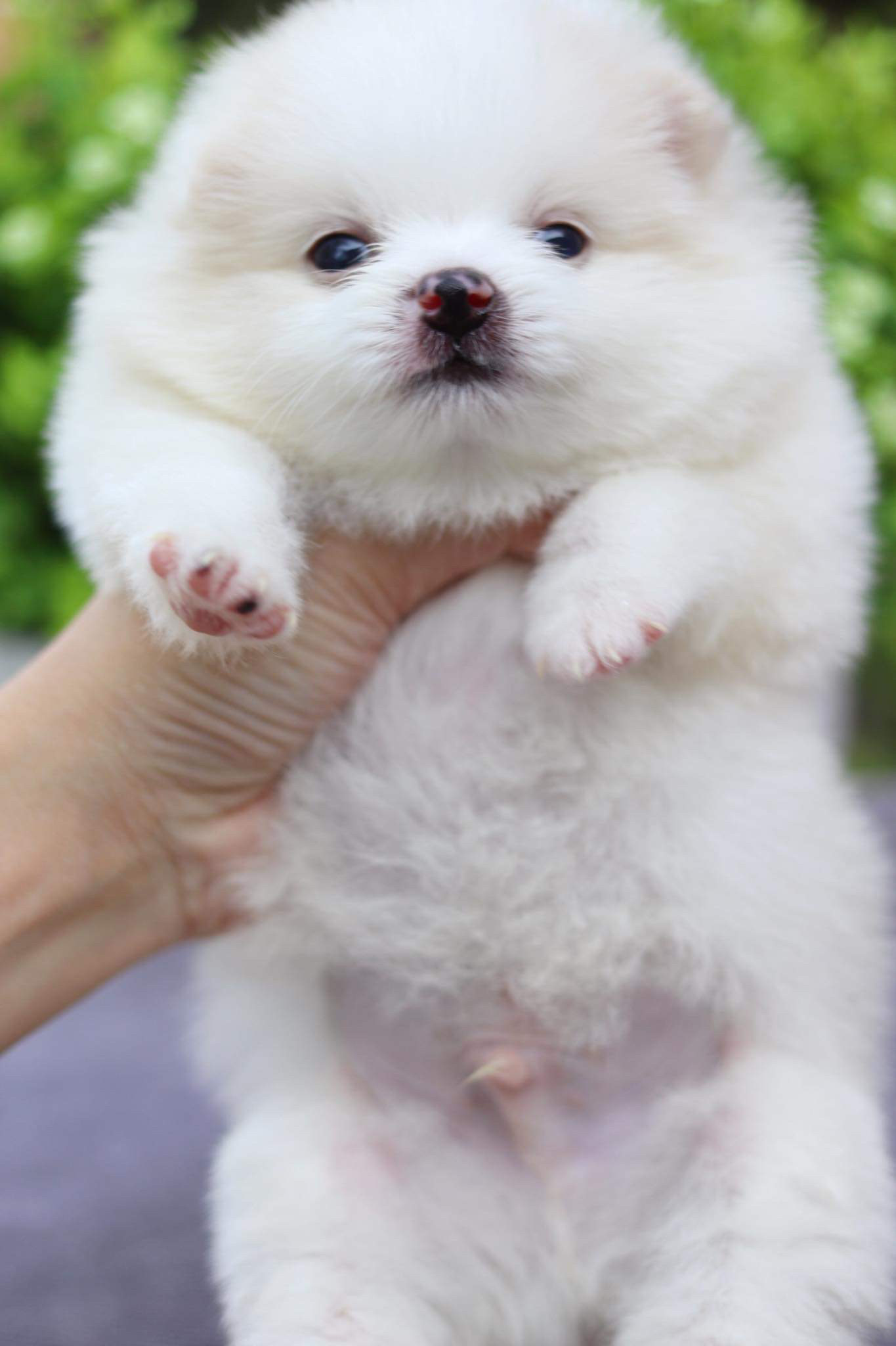 ปอมเมอเรเนียน เพศผู้