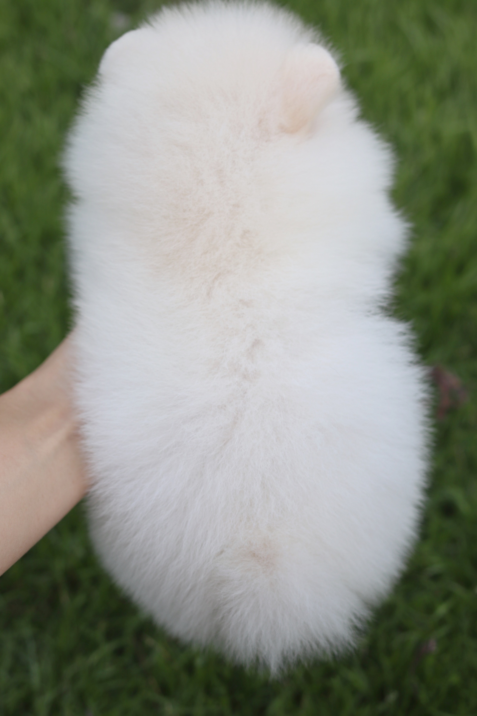 ปอมเมอเรเนียน เพศเมียขาวครีมเกรดโชว์