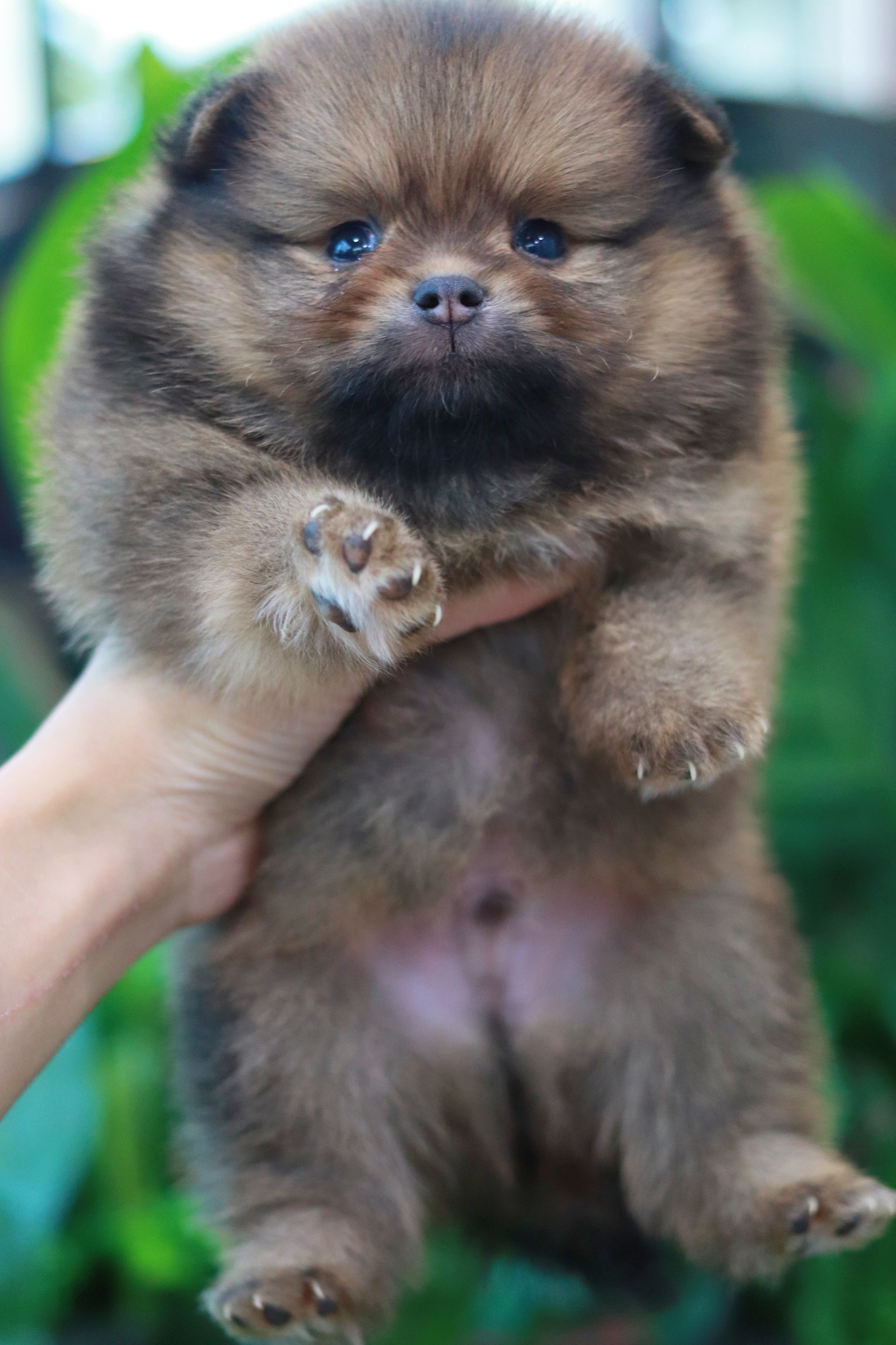 ปอมเมอเรเนียน เพศผู้สีส้ม