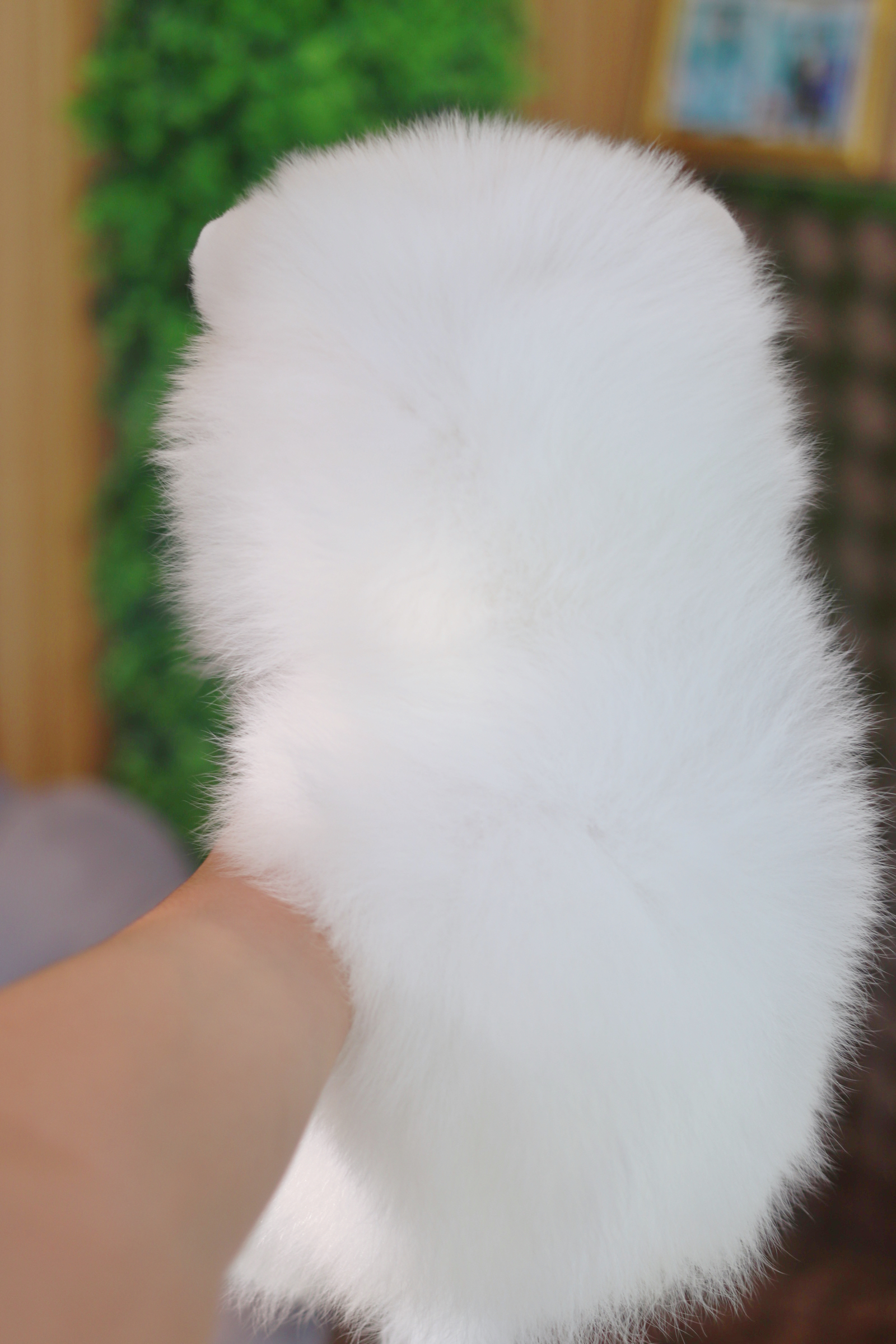 ปอมเมอเรเนียน เพศเมียสีขาวครีม