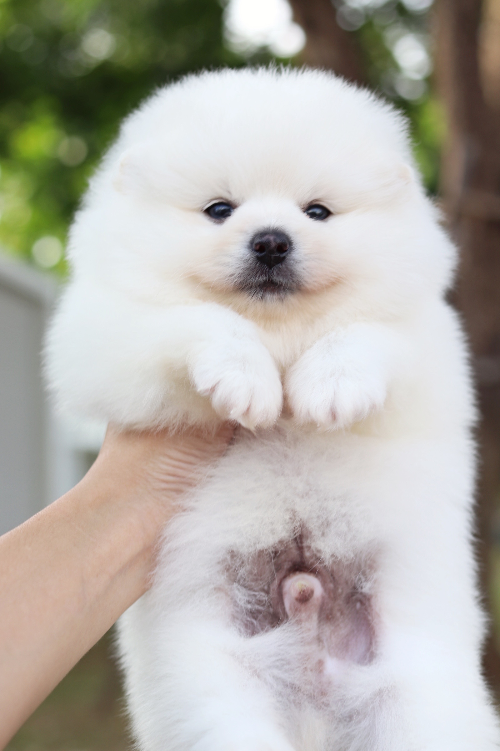 ปอมเมอเรเนียน เพศผู้ สีขาวครีม ไซส์ปกติ หน้าฟ็อก