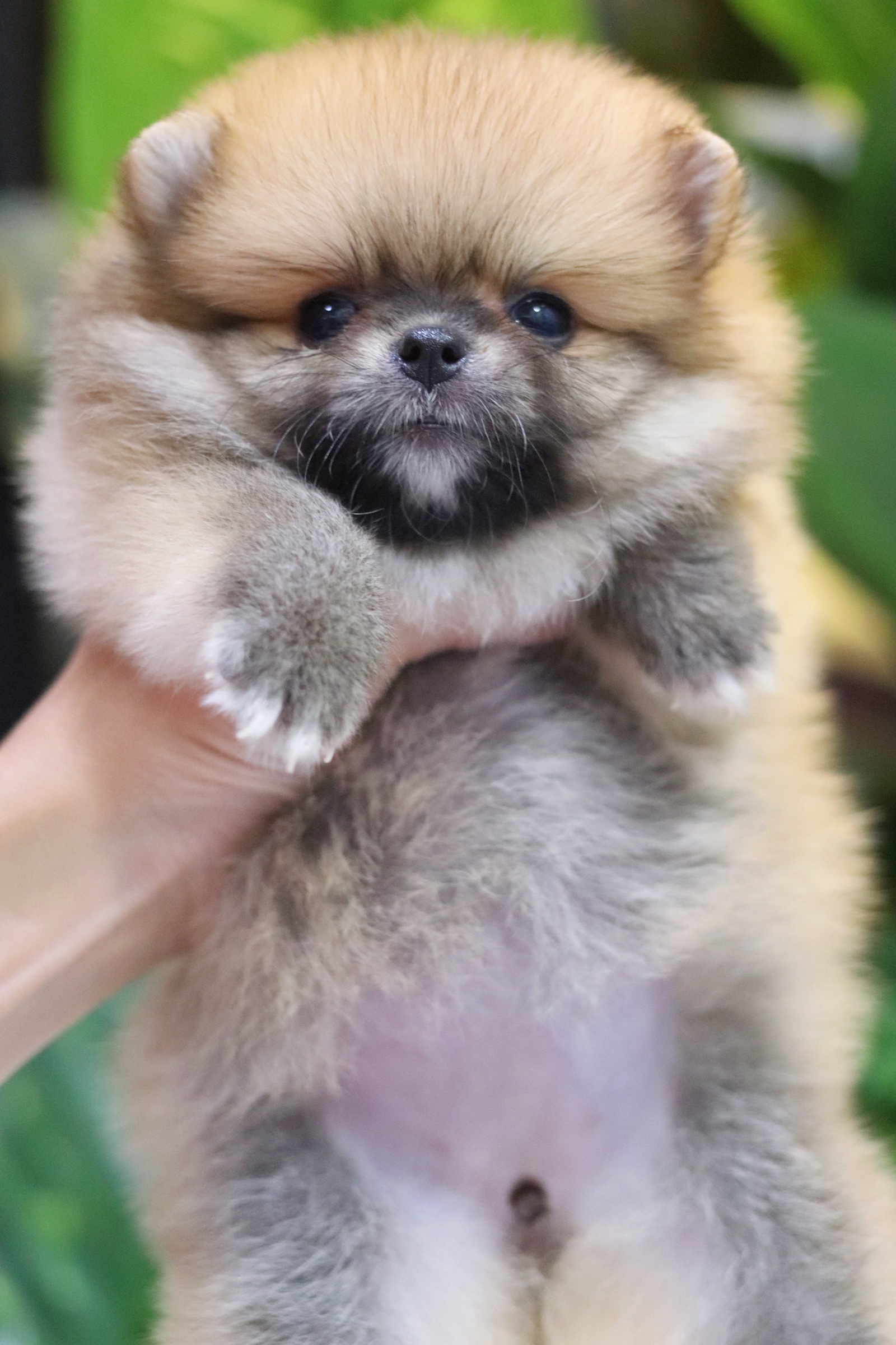 ปอมเมอเรเนียน เพศเมียสีส้ม