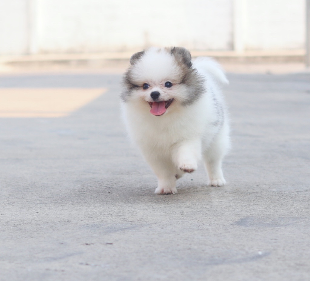 ปอมเมอเรเนียน เพศผู้ สีแฟนซี