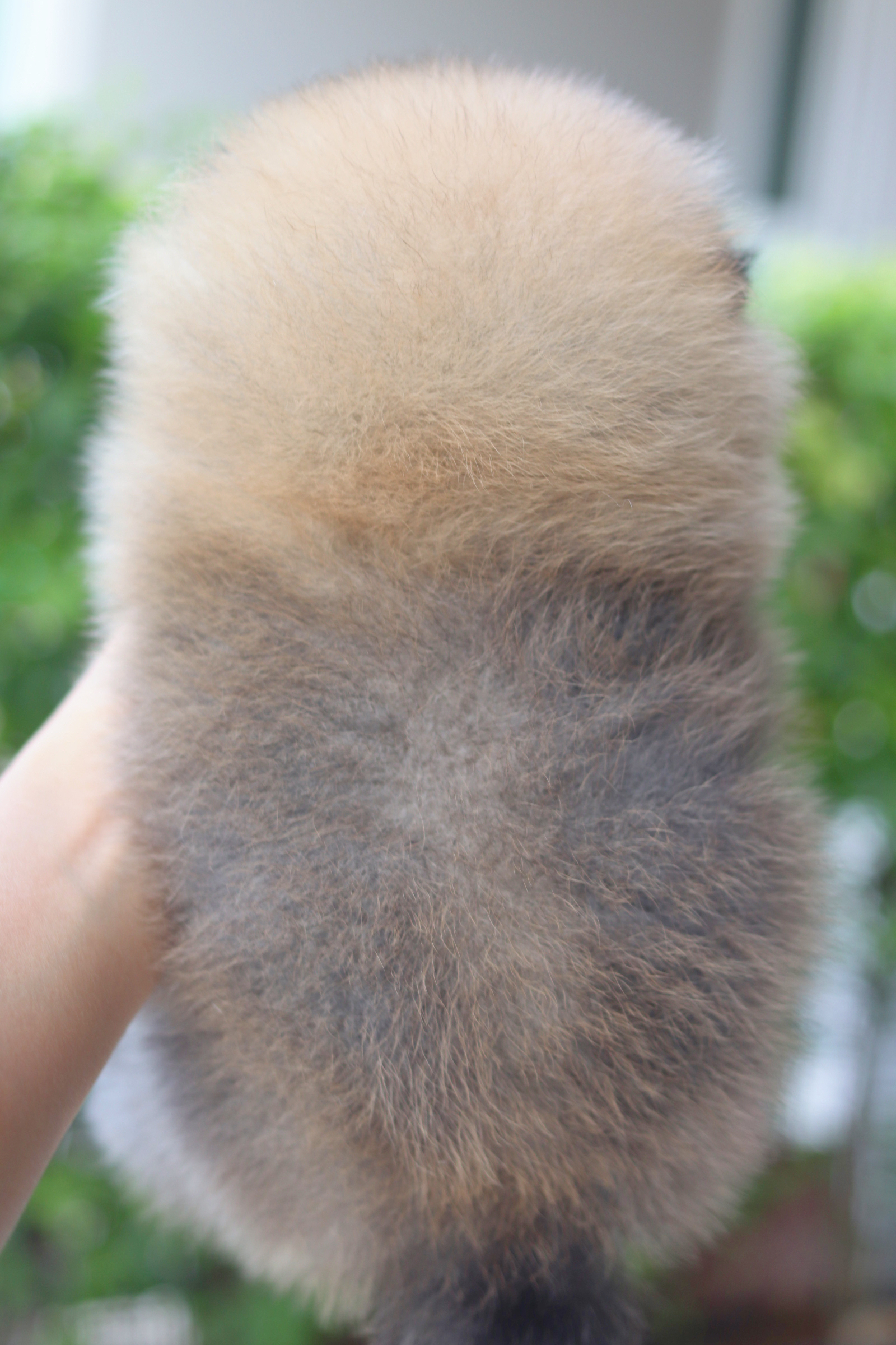 ปอมเมอเรเนียน เพศผู้สีส้มเกรดโชว์