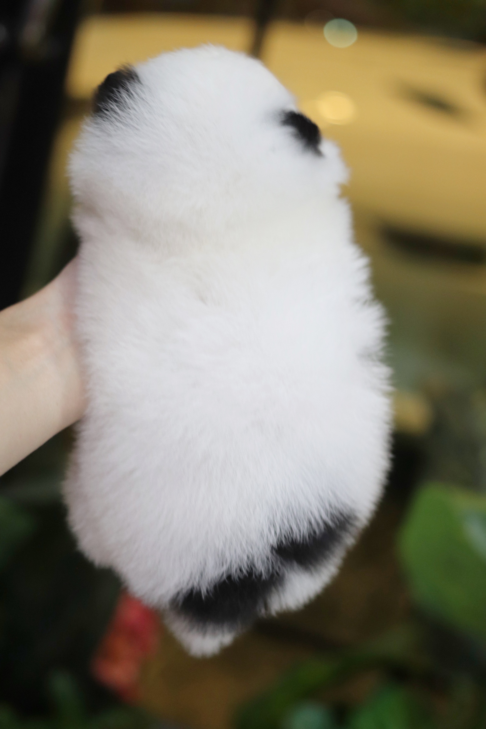 ปอมเมอเรเนียน เพศผู้ สีแฟนซี