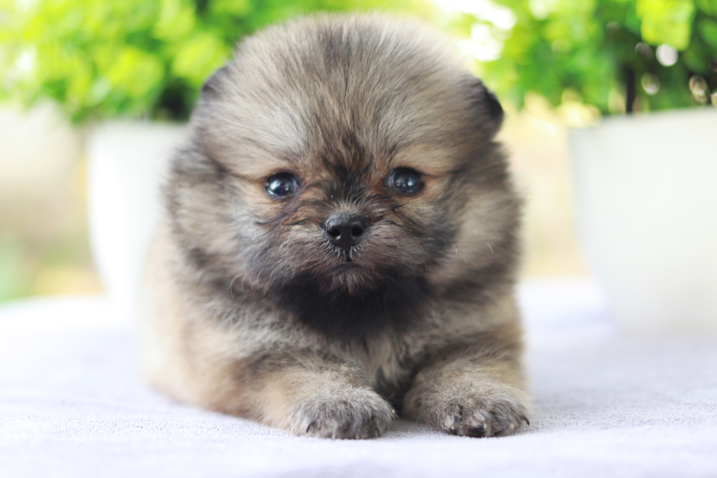 ปอมเมอเรเนียน เพศเมีย