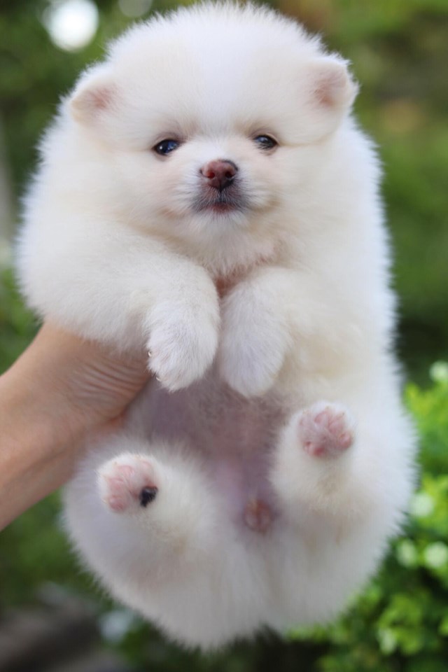 ปอมเมอเรเนียน เพศเเมีย