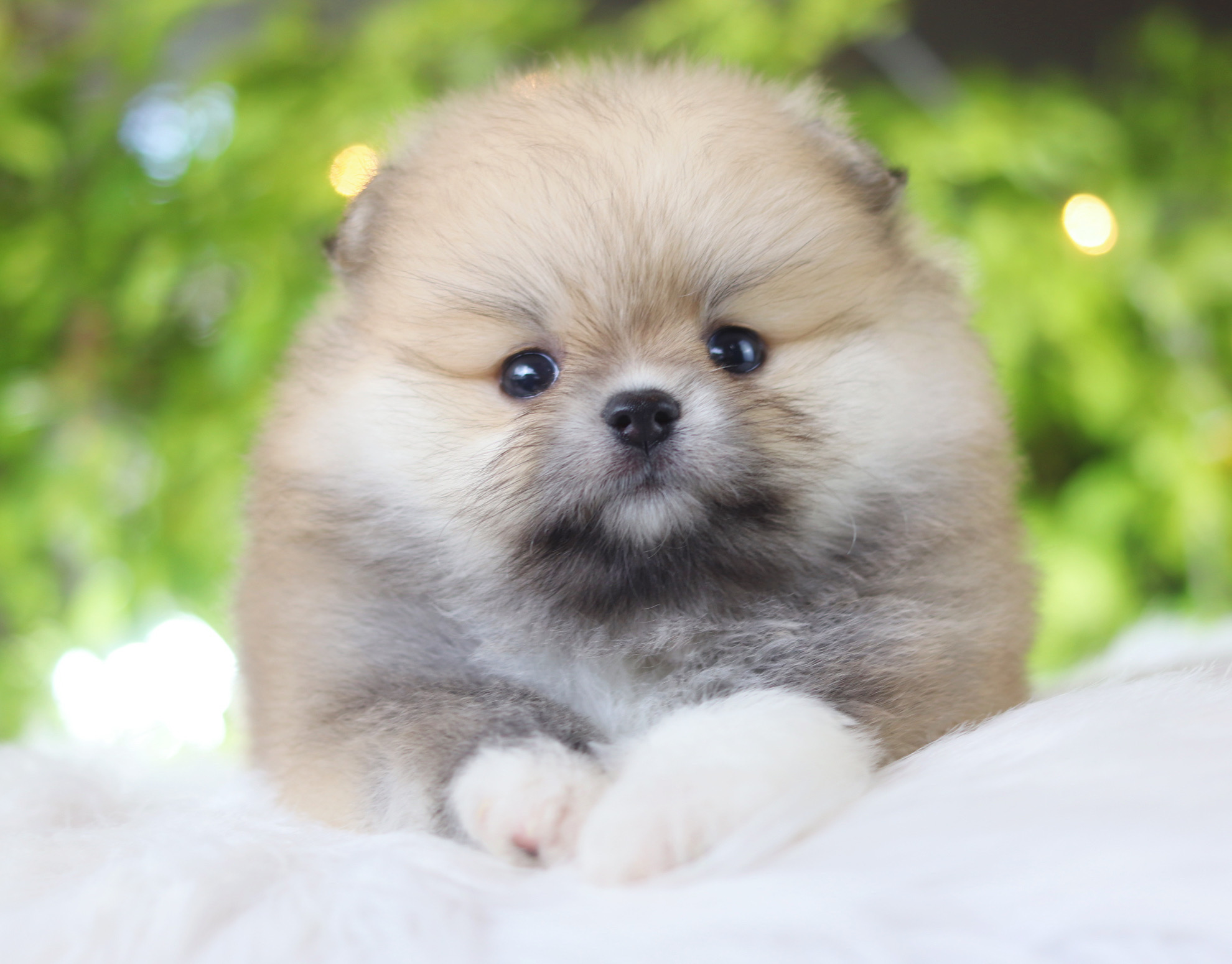 ปอมเมอเรเนียน เพศเมียสีส้ม