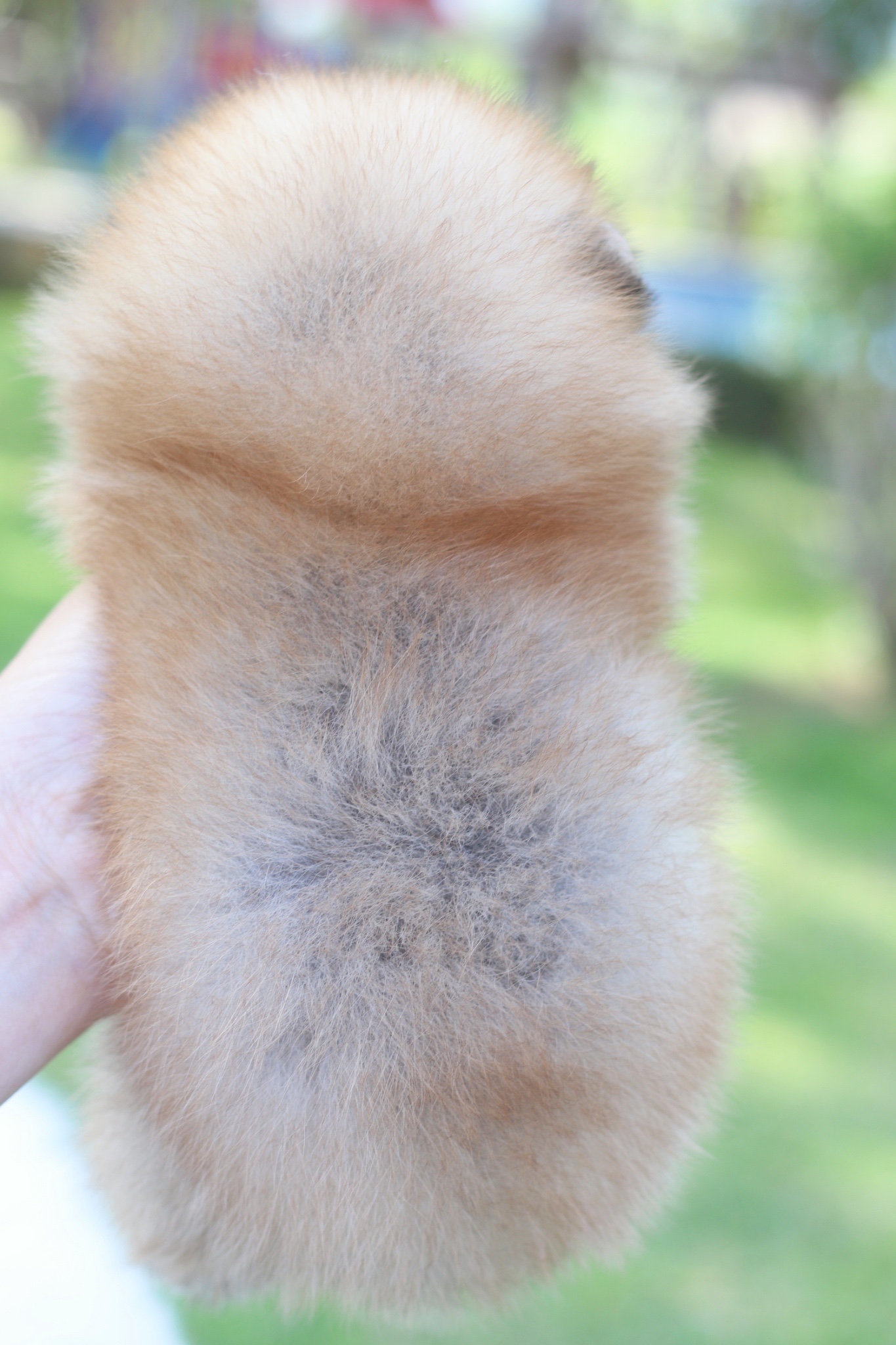 ปอมเมอเรเนียน เพศผู้สีส้มเกรดโชว์