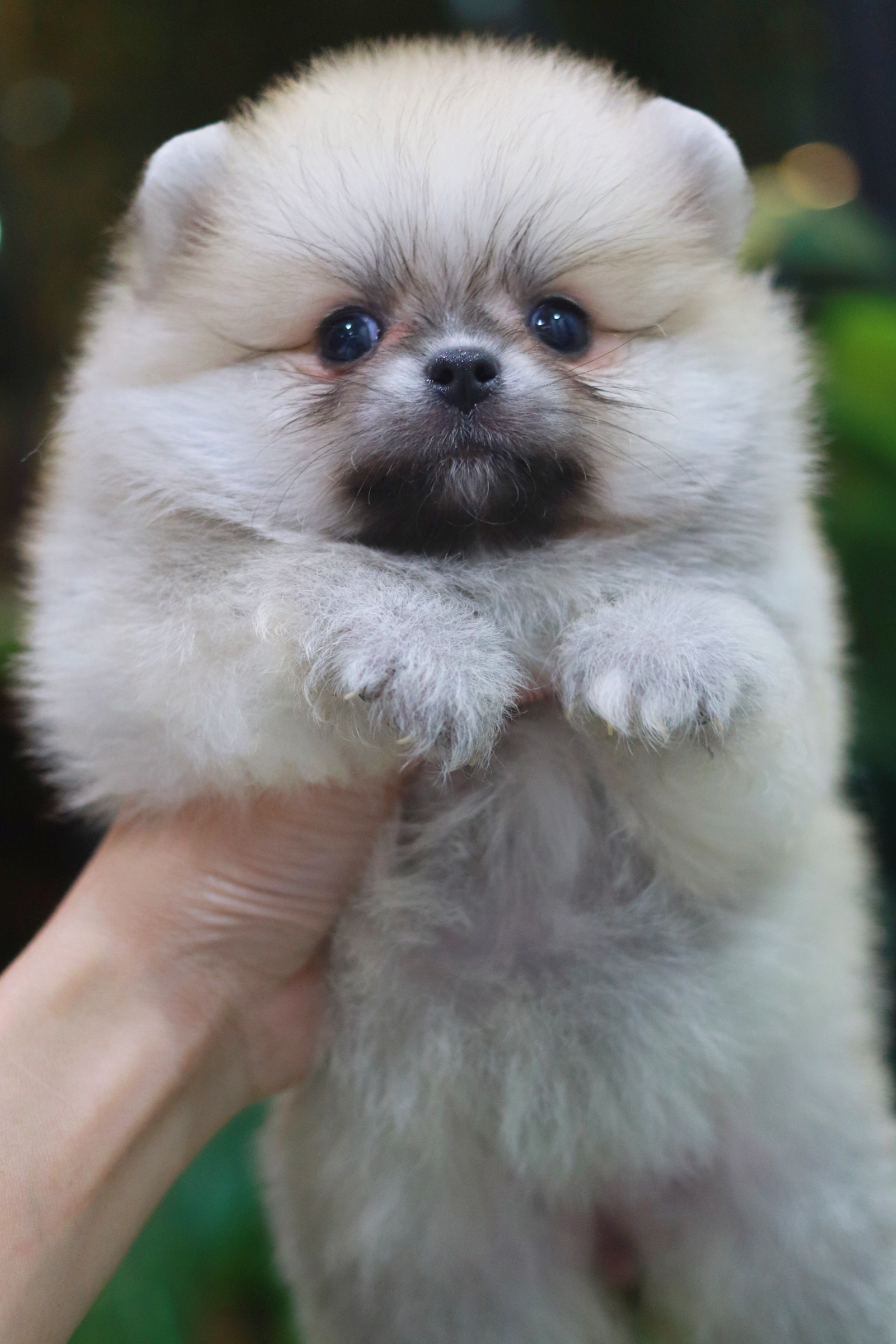 ปอมเมอเรเนียน เพศเมียสีส้ม