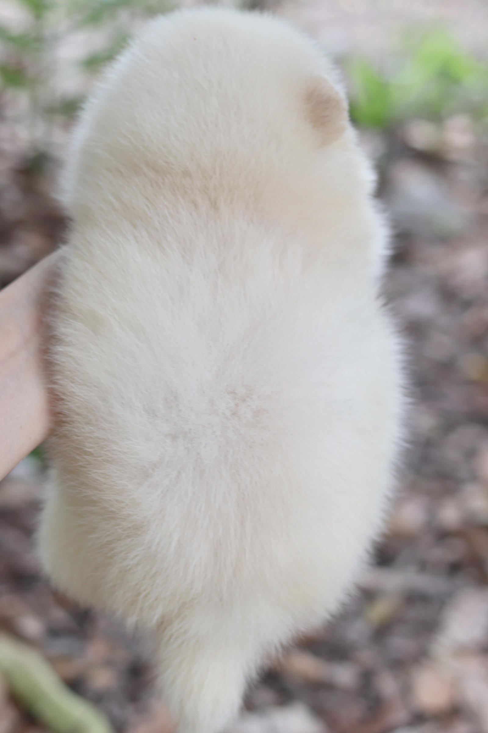 ปอมเมอเรเนียน เพศเมียสีครีม