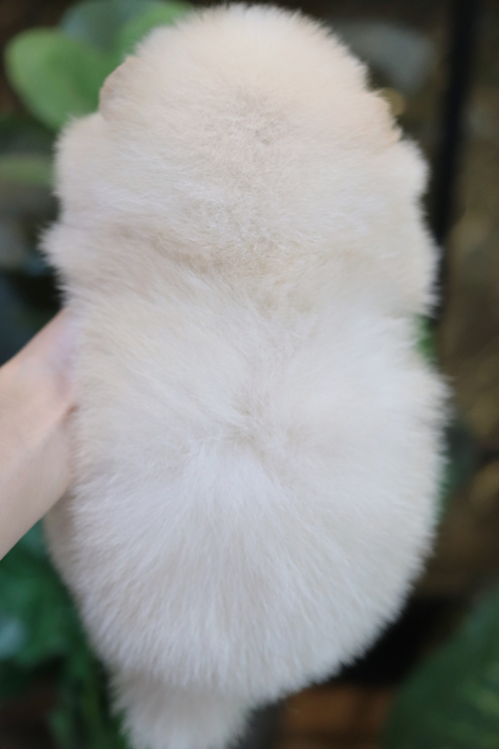 ปอมเมอเรเนียน เพศเมียสีขาวครีม สายเลือดดี