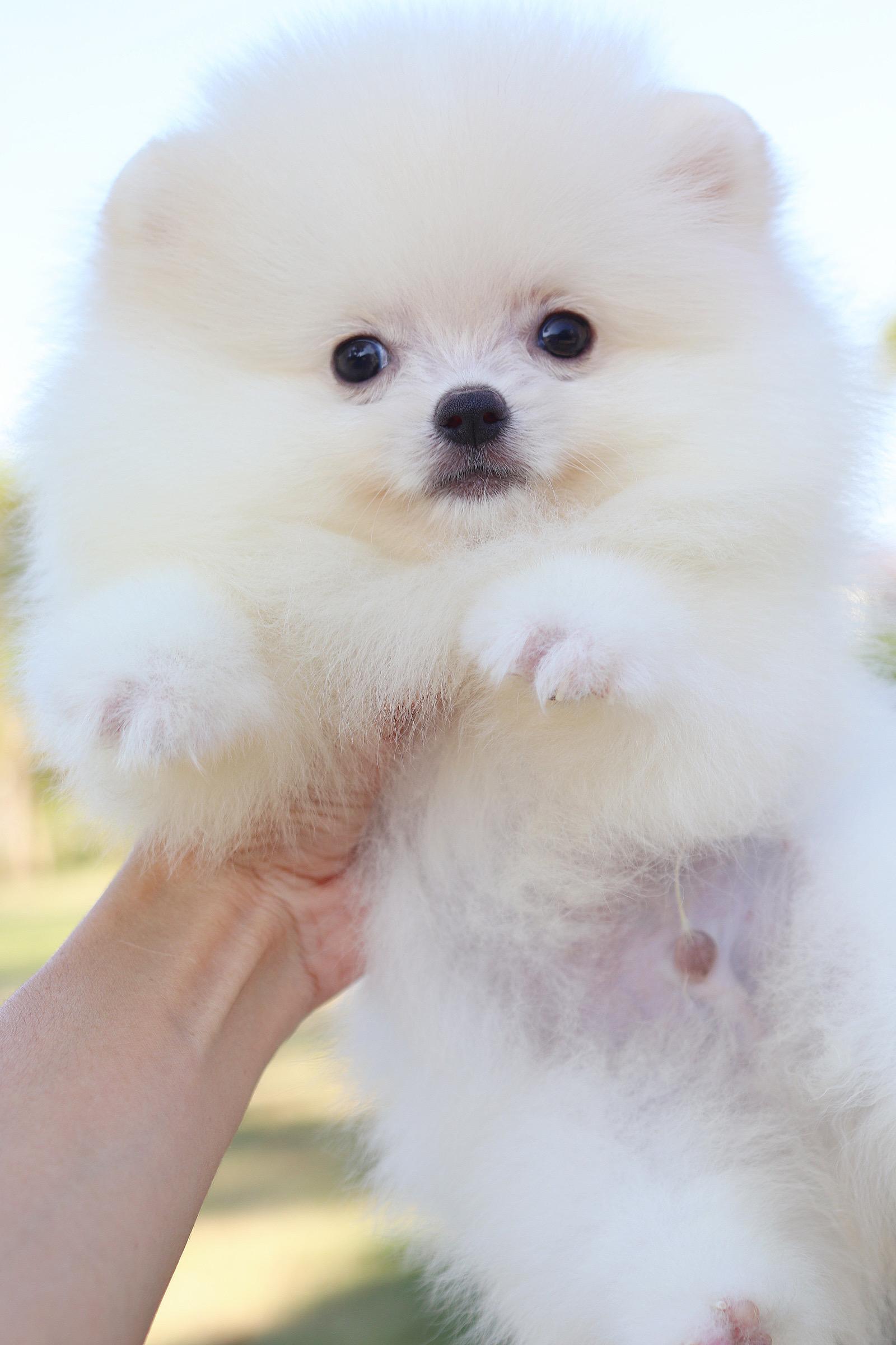 ปอมเมอเรเนียน เพศผู้สีขาวครีม