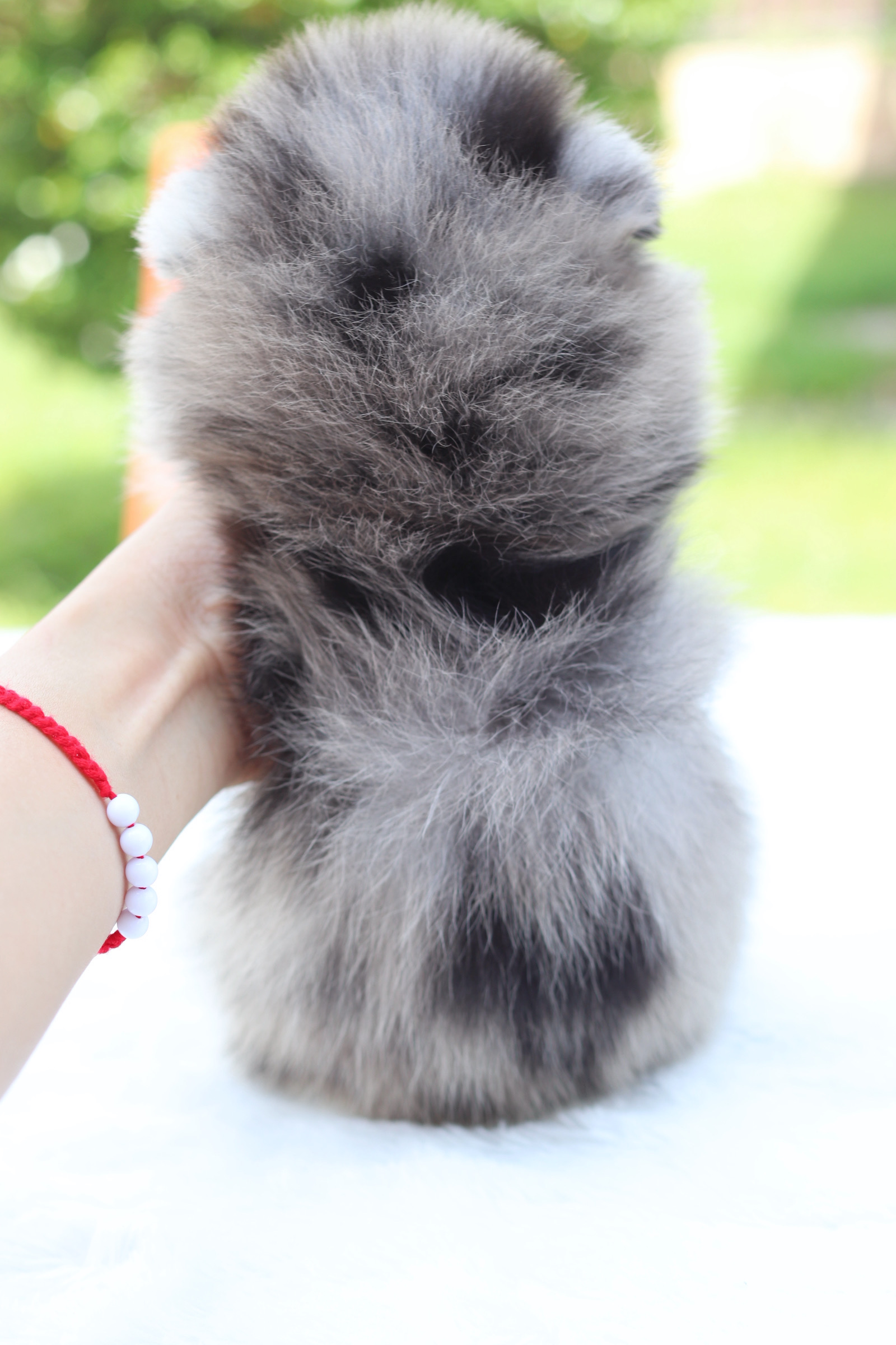 ปอมเมอเรเนียน เพศผู้สีเมอร์เร่