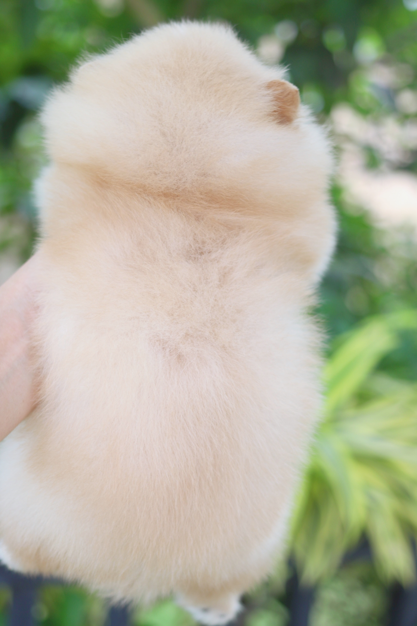 ปอมเมอเรเนียน เพศเมียสีครีมเกรดโชว์