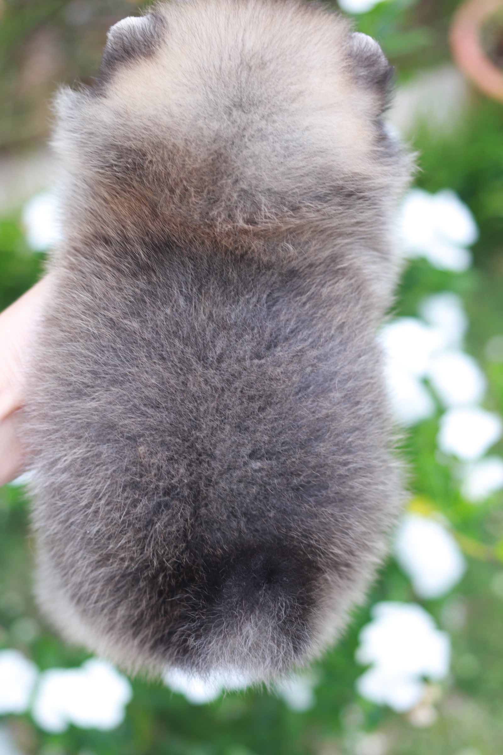 ปอมเมอเรเนียน เพศผู้สีส้ม