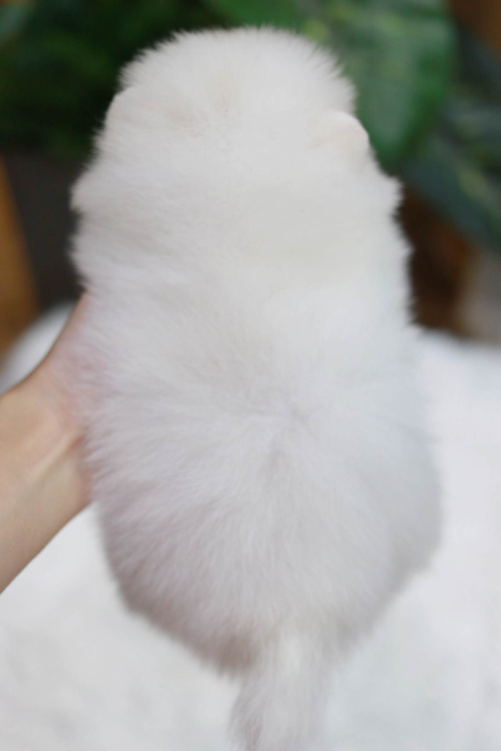 ปอมเมอเรเนียน เพศผู้ ขาว