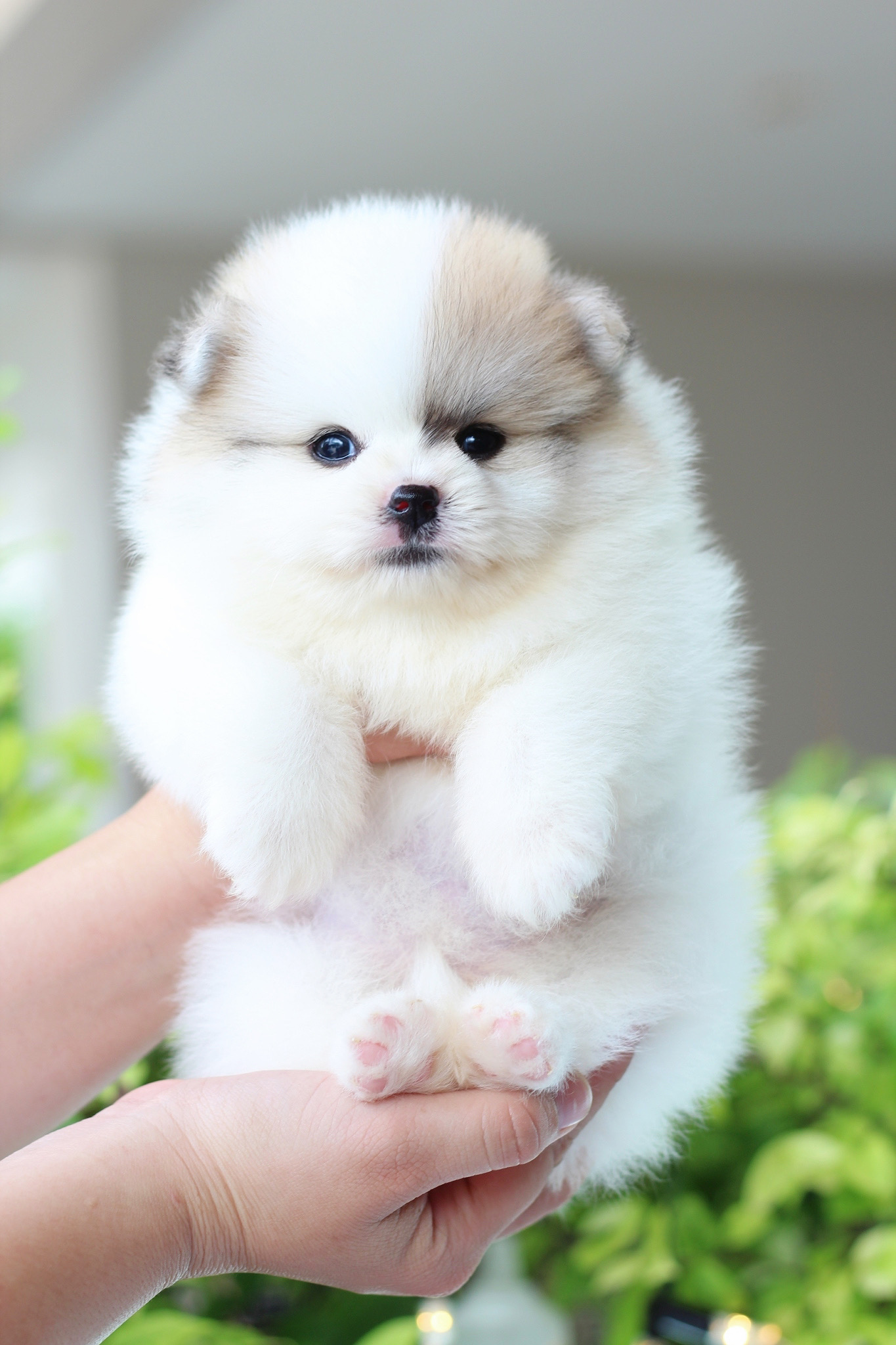 ปอมเมอเรเนียน เพศเมียสีแฟนซี