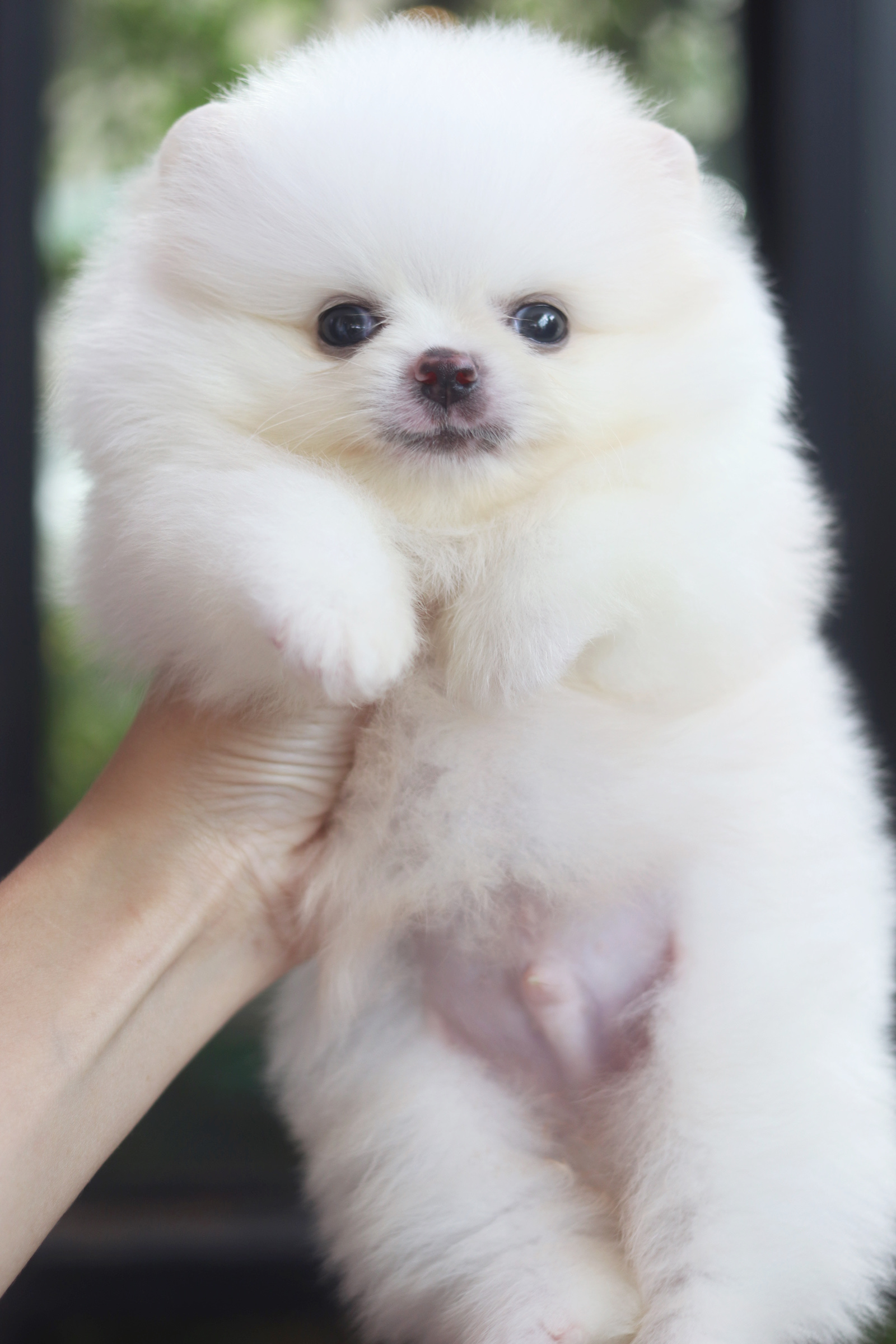 ปอมเมอเรเนียน เพศผู้ สีขาวไซส์เล็กเกรดโชว์