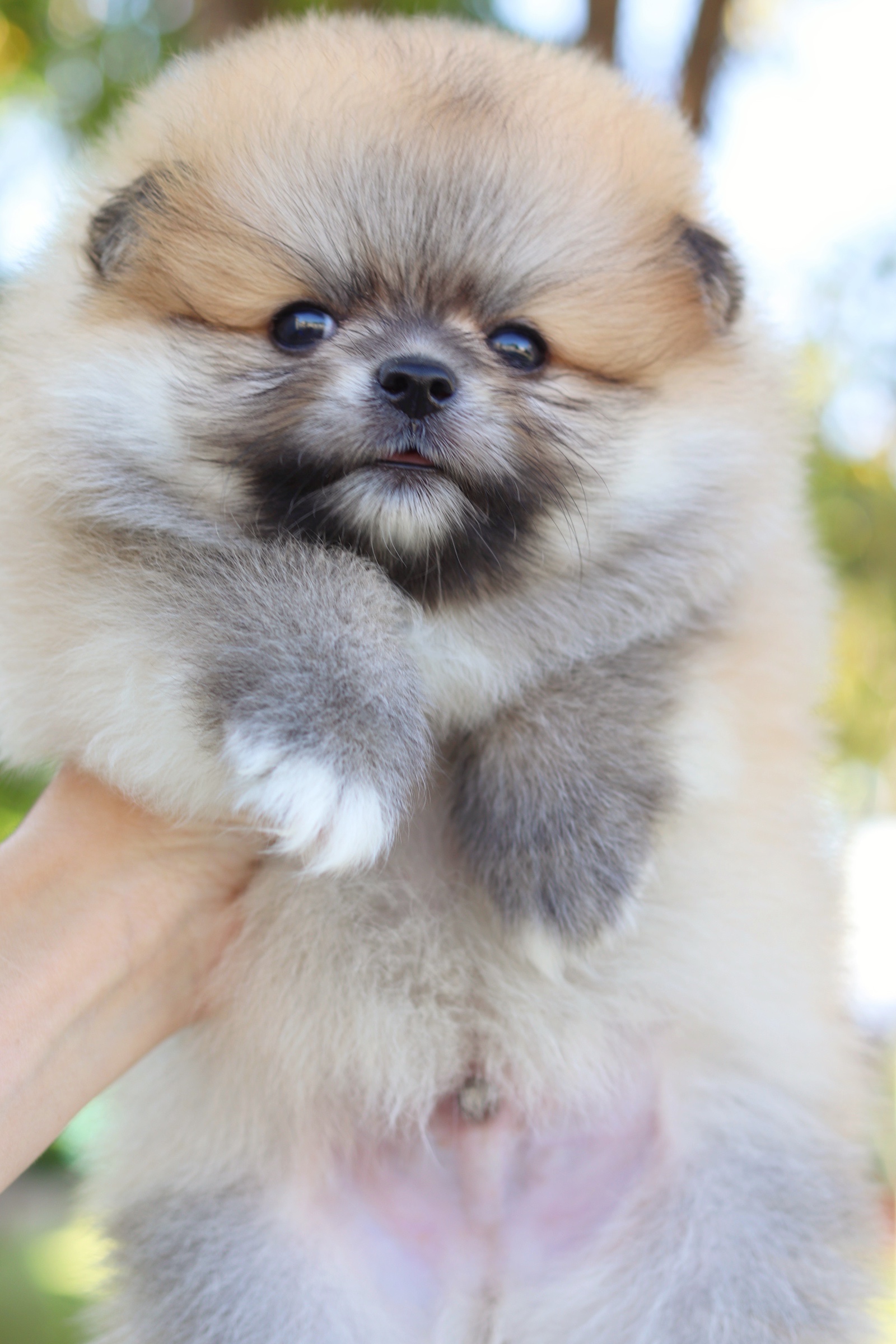 ปอมเมอเรเนียน เพศผู้ สีส้ม