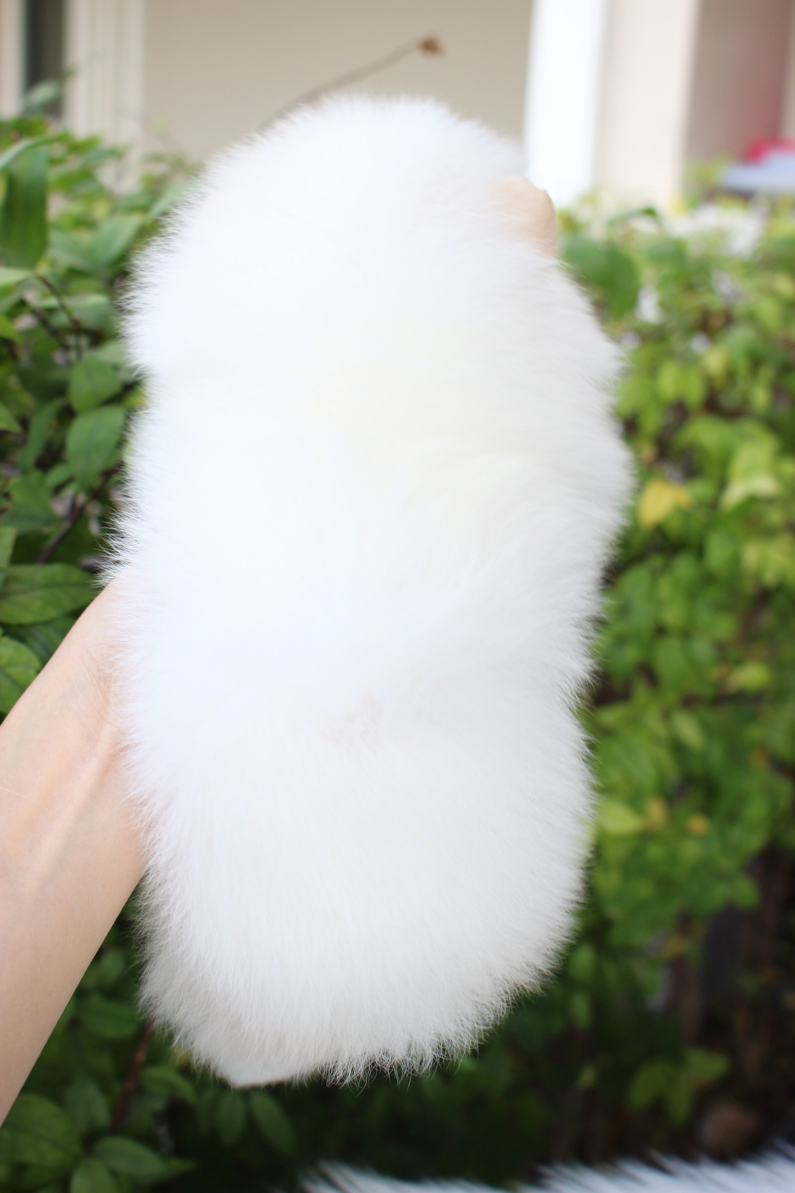 ปอมเมอเรเนียน เพศเมียสีขาวครีม