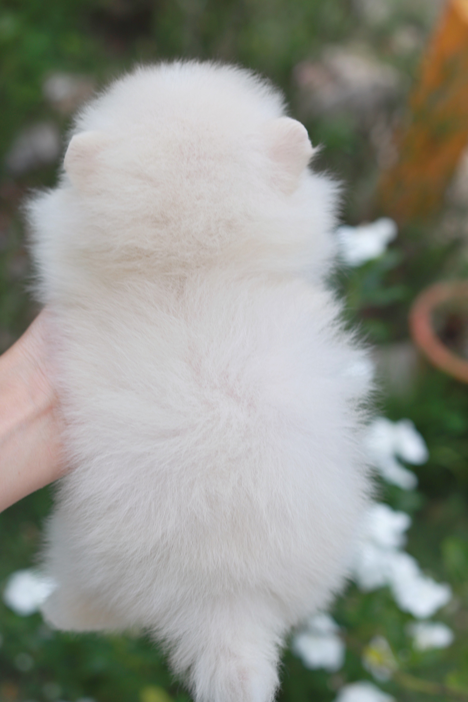 ปอมเมอเรเนียน เพศเมียสีขาวครีม