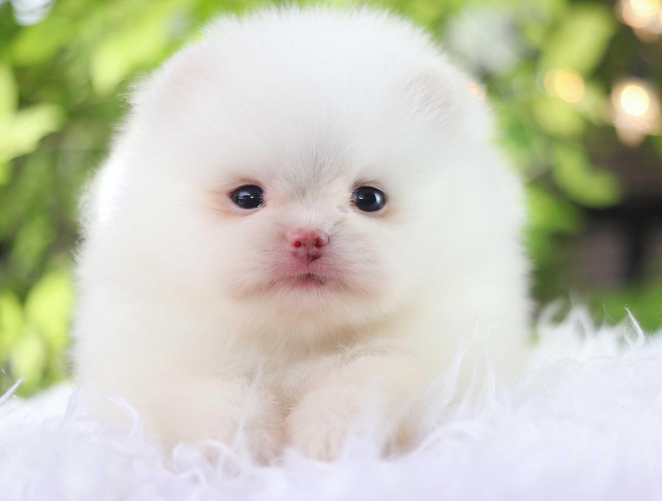 ปอมเมอเรเนียน เพศเมียสีขาว ลูกครึ่ง เกาหลี