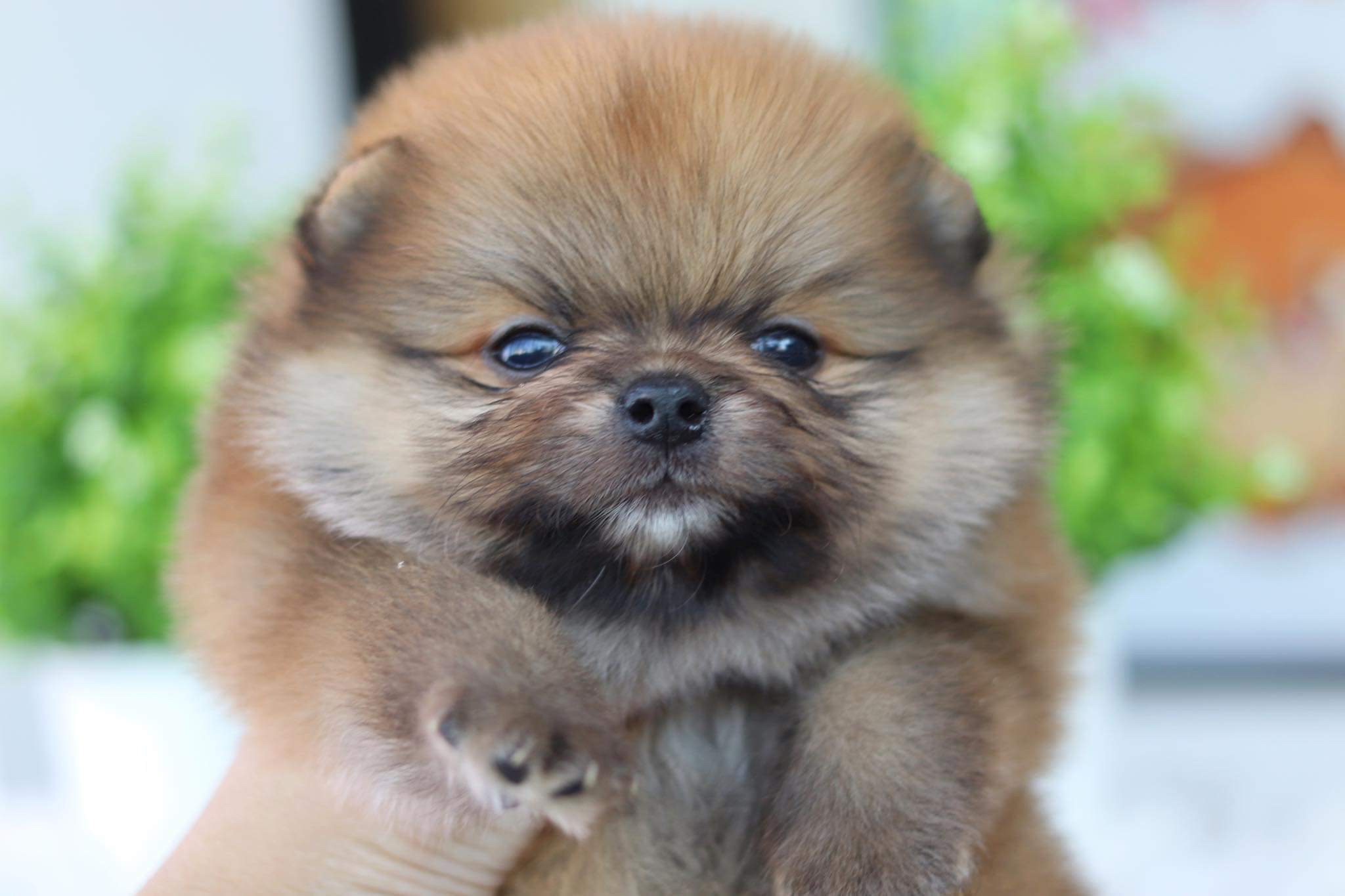 ปอมเมอเรเนียน เพศผู้