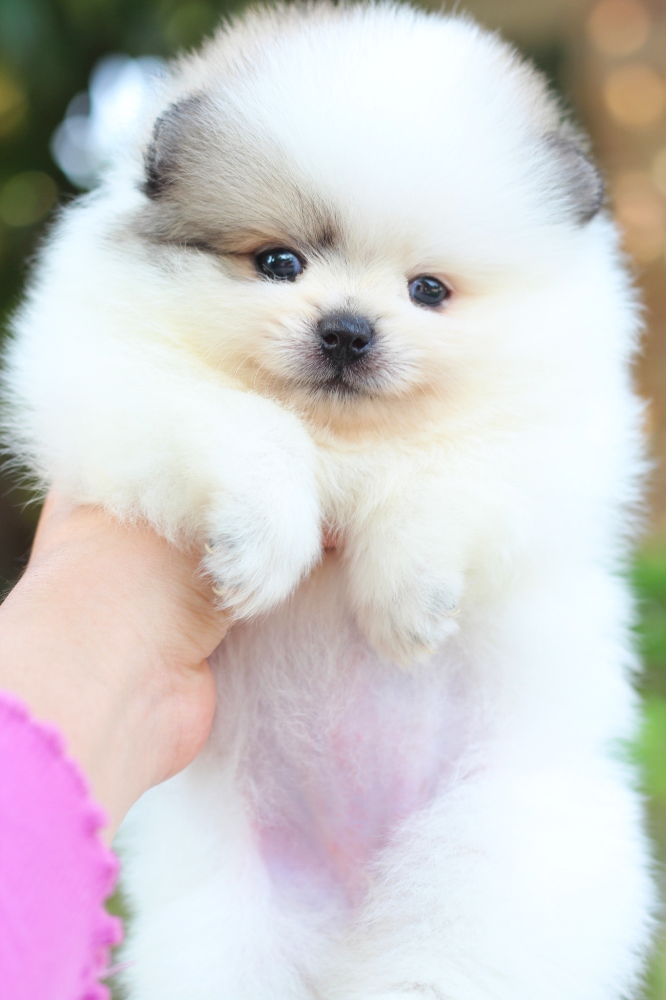 ปอมเมอเรเนียน เพศเมียสีแฟนซี