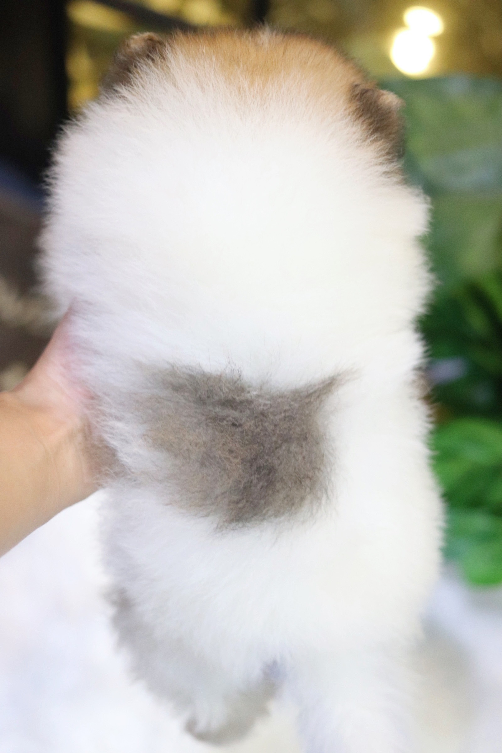 ปอมเมอเรเนียน เพศผู้สีแฟนซี