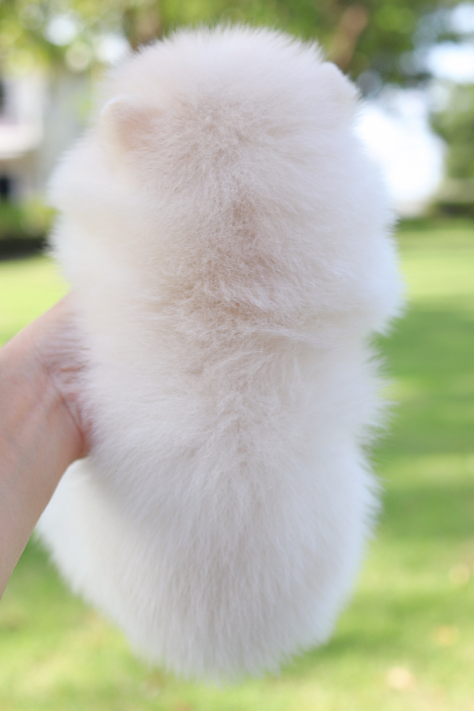 ปอมเมอเรเนียน เพศเมียสีขาวครีม