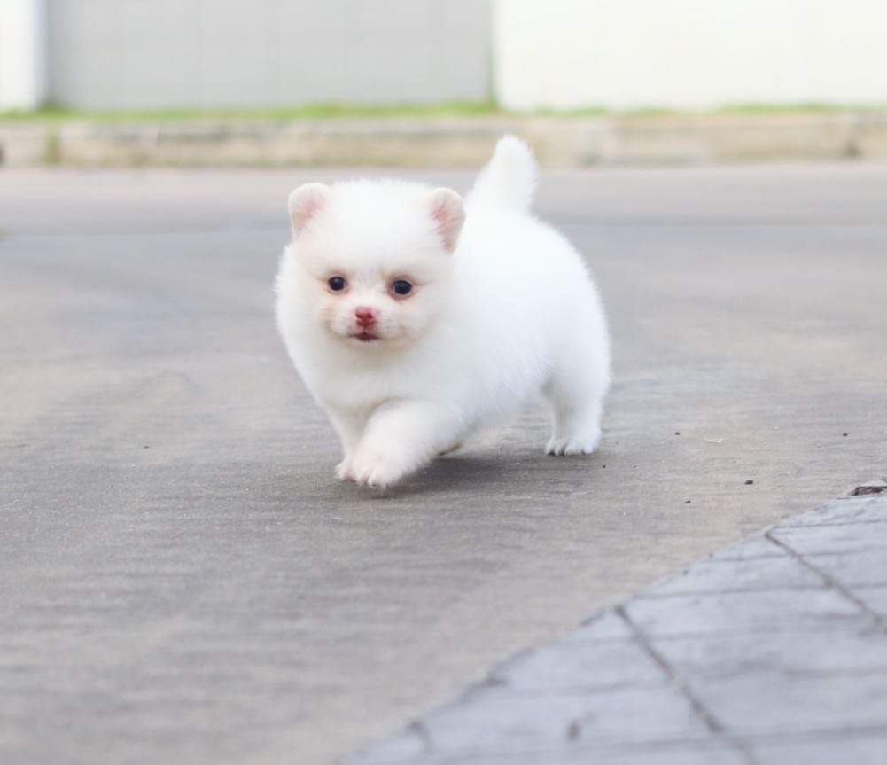 ปอมเมอเรเนียน เพศเมีย สีขาวครีม