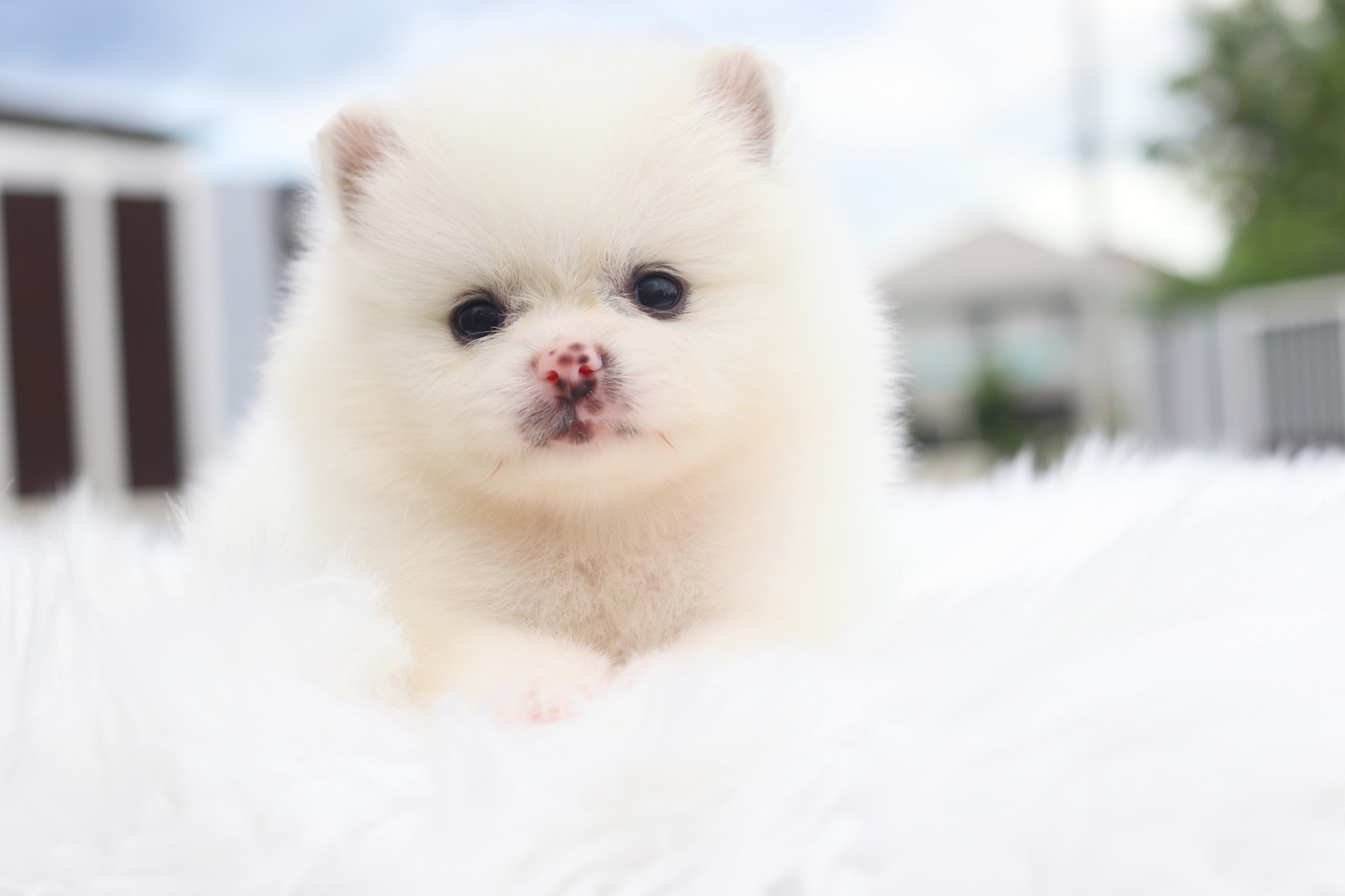 ปอมเมอเรเนียน เพศผู้สีขาวครีม