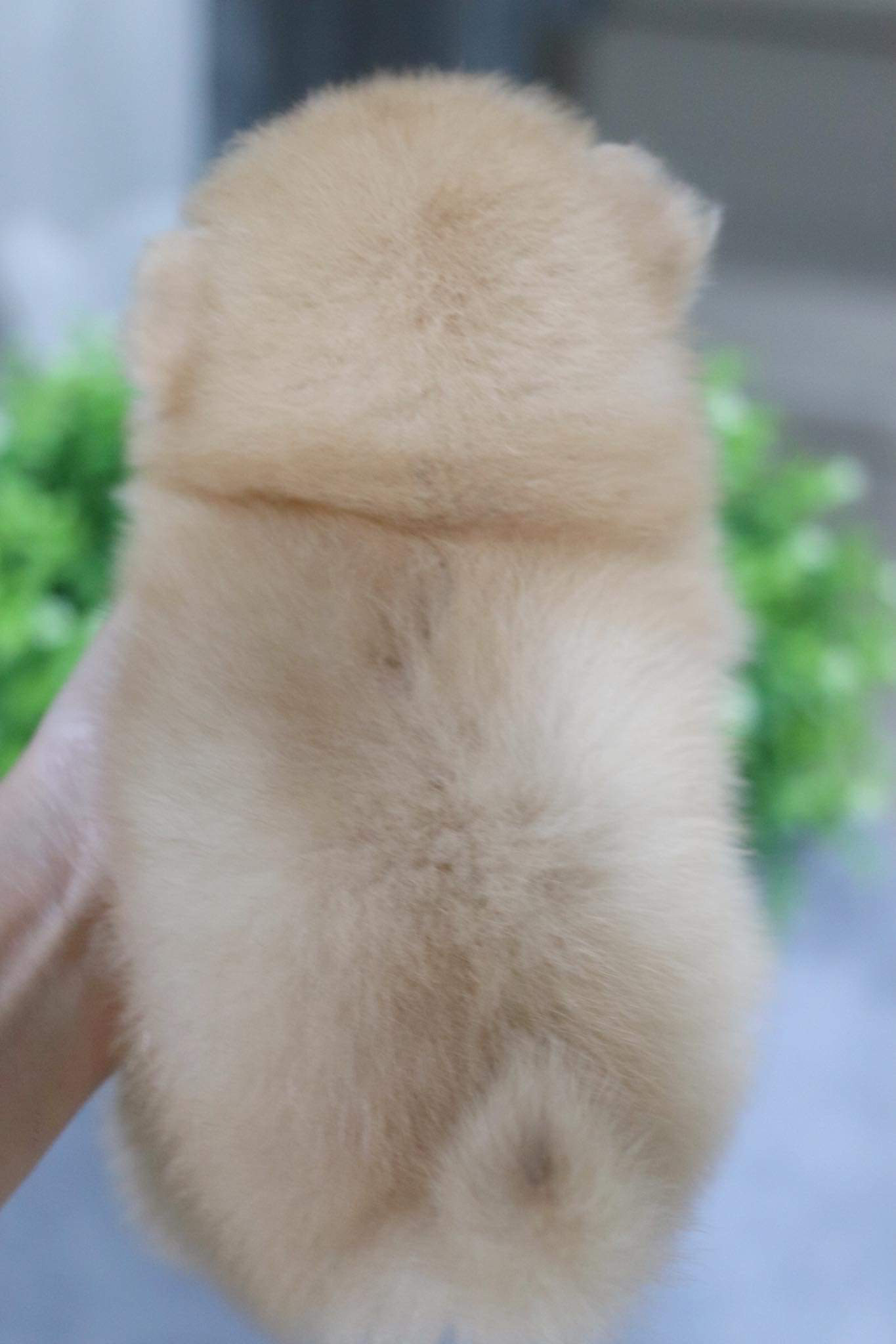 ปอมเมอเรเนียน เพศผู้