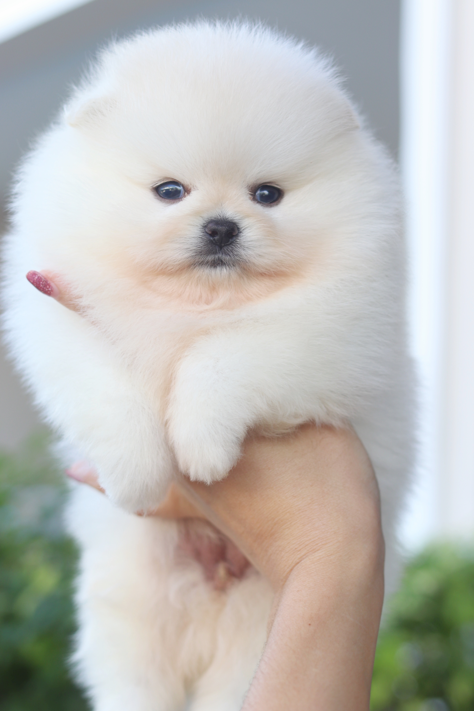 ปอมเมอเรเนียน เพศเมียสีขาวครีมเกรดโชว์