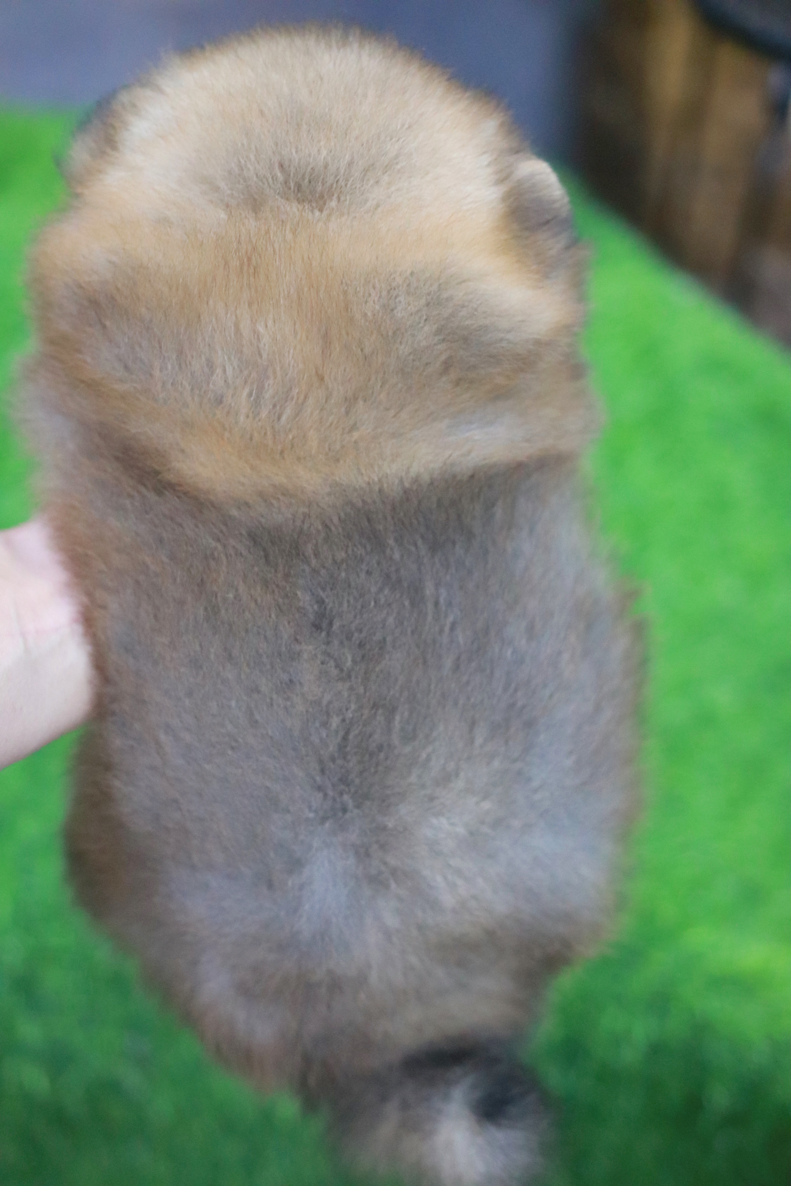 ปอมเมอเรเนียน เพศผู้สีส้ม ขนแน่นๆ