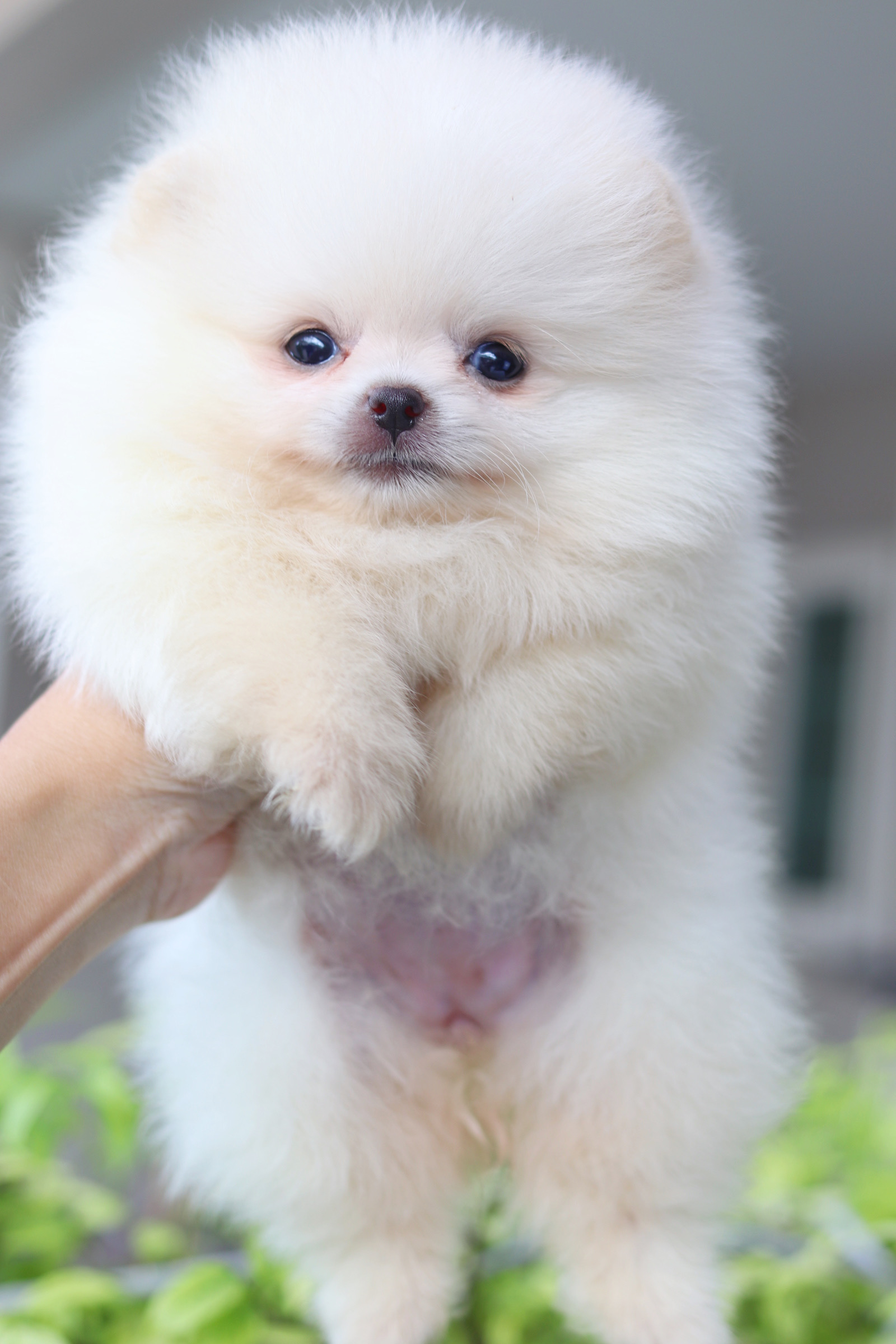 ปอมเมอเรเนียน เพศเมียสีขาวครีม เกรดโชว์