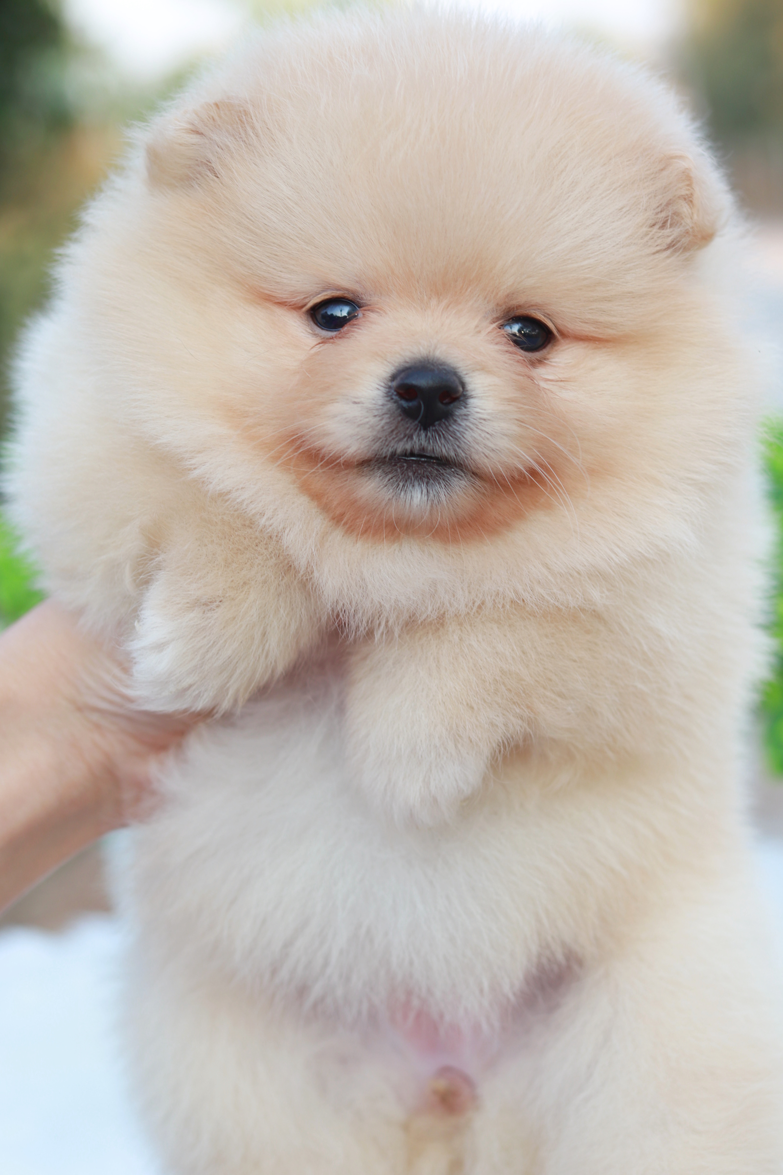 ปอมเมอเรเนียน เพศเมีย